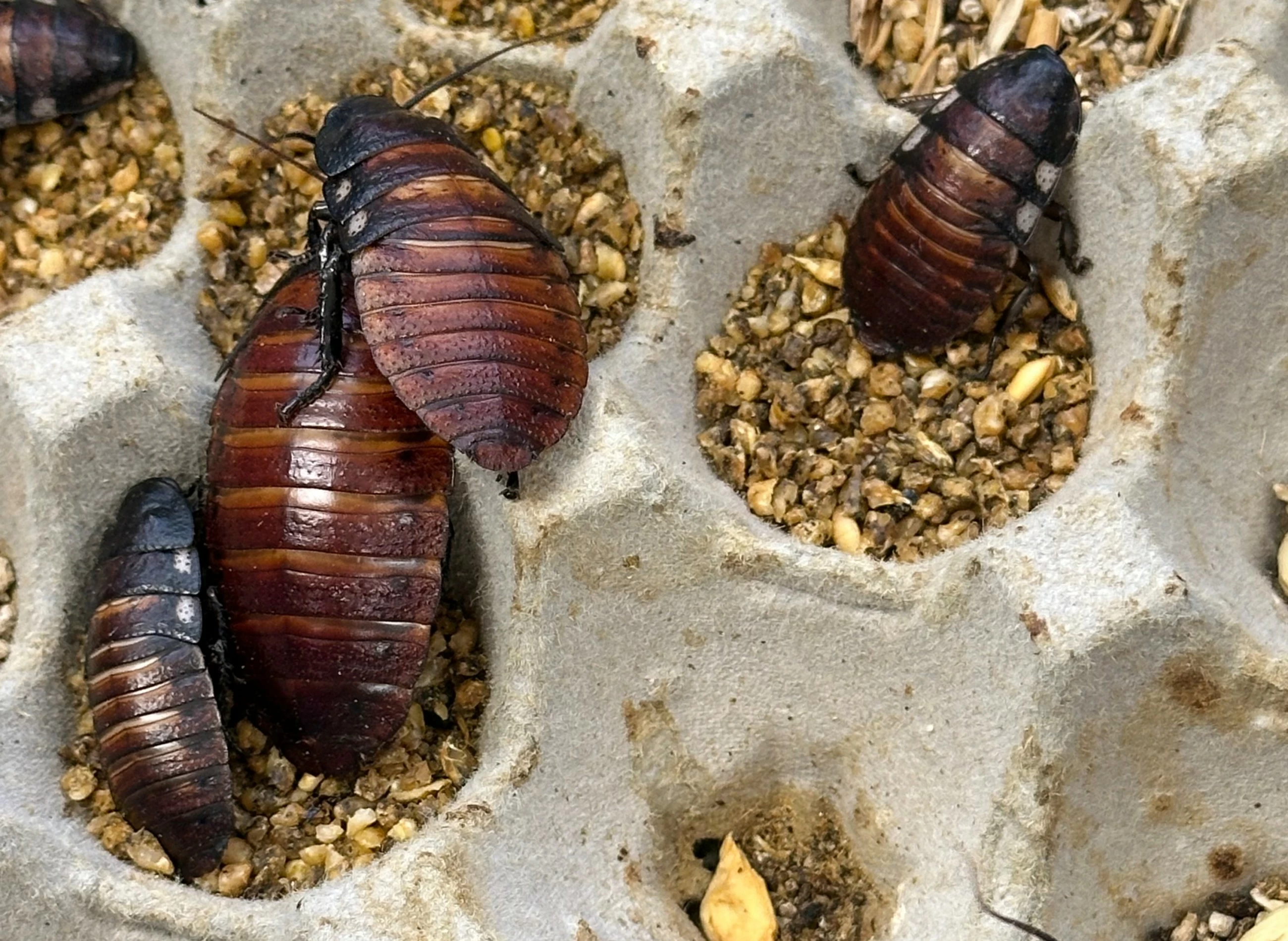 Australia seizes over 100,000 illegal live cockroaches worth $142,000 in record bug bust