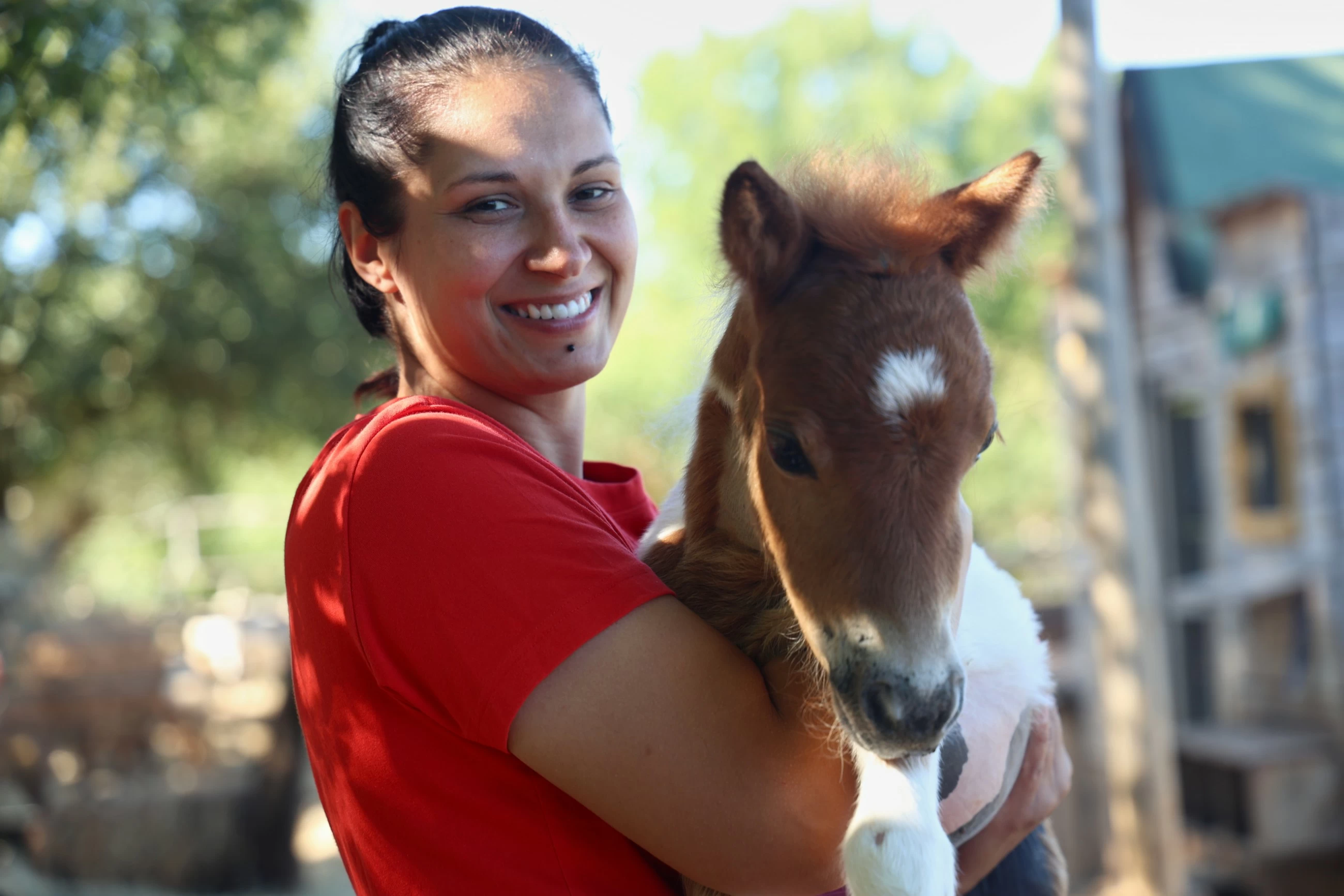 Month-old pony moves to Croatia flat. Neighbours are fine with it