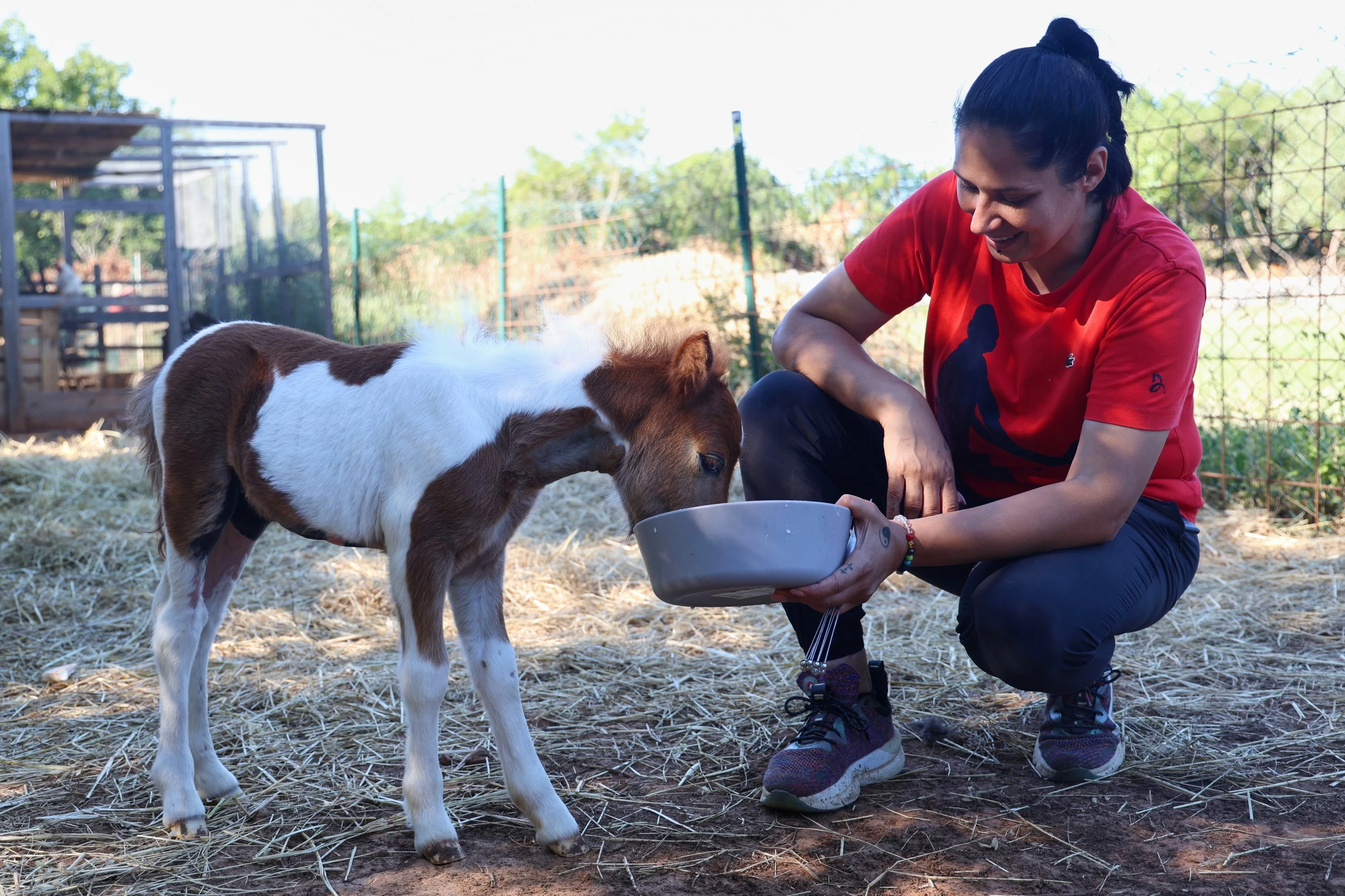 Month-old pony moves to Croatia flat. Neighbours are fine with it