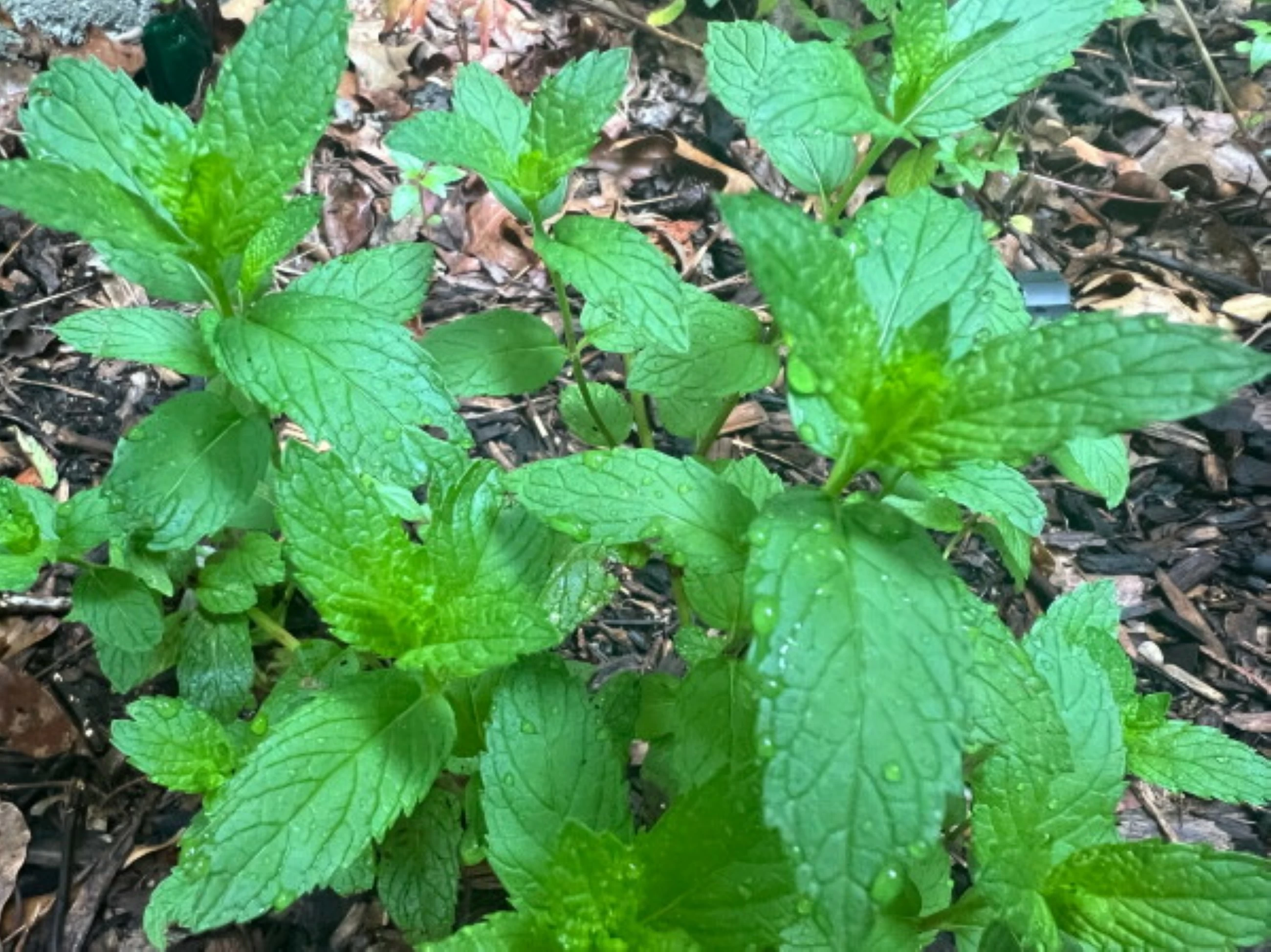 For a soothing cup of herbal tea, here's how to grow and prepare your own herbs