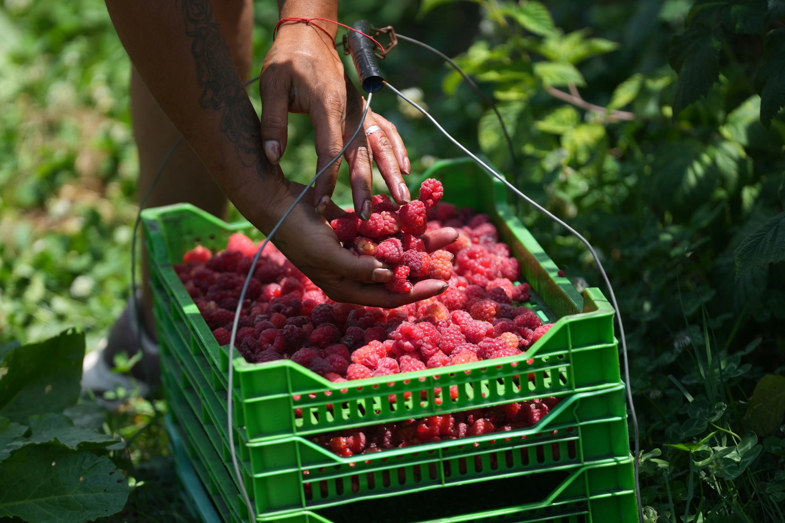 A Serbian town is known for raspberries that are exported around the world