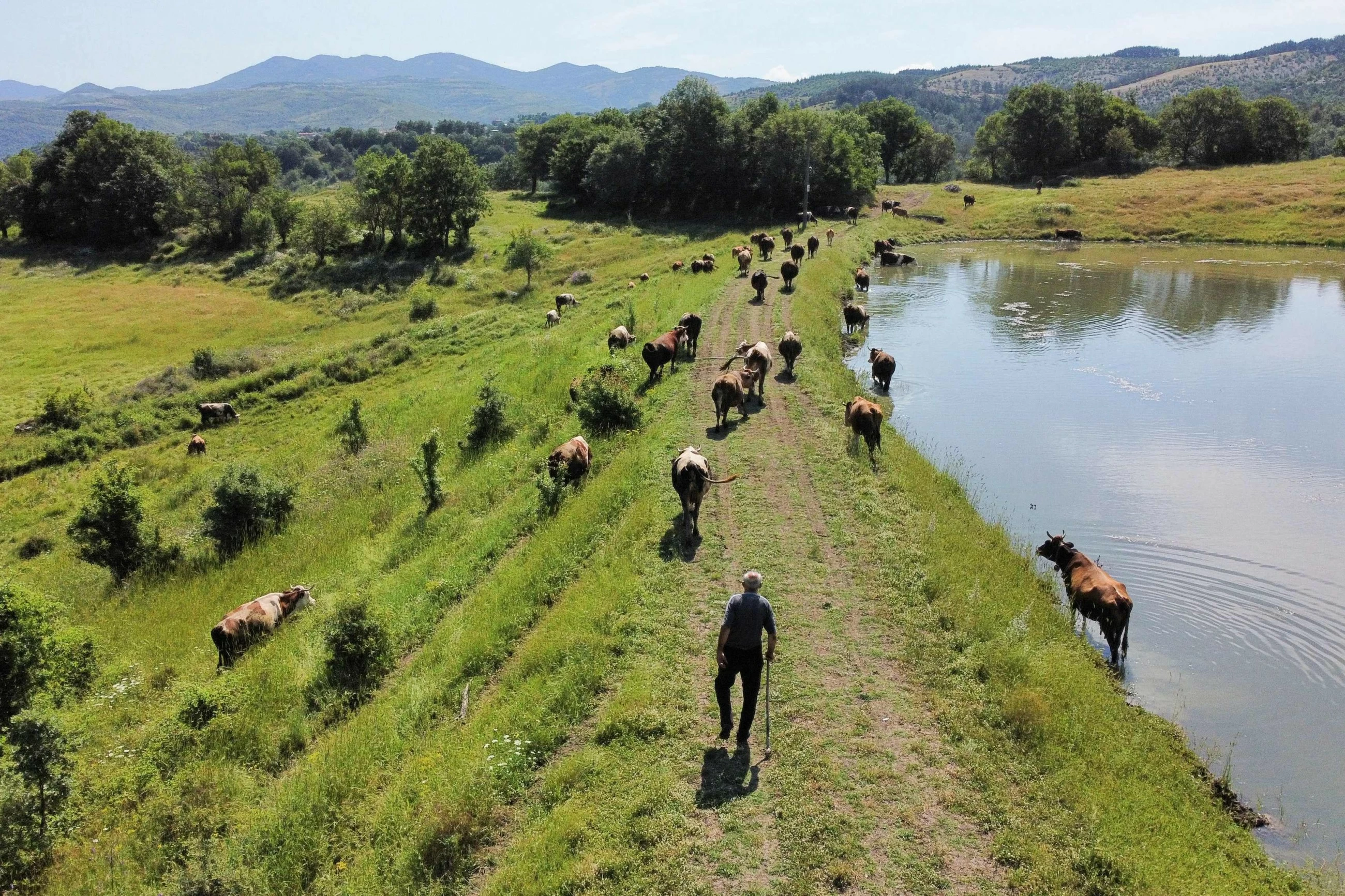 Bulgaria's milk farmers falter in former yogurt empire