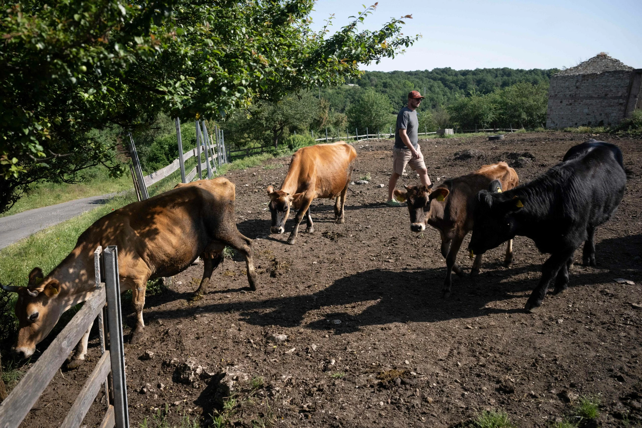Bulgaria's milk farmers falter in former yogurt empire