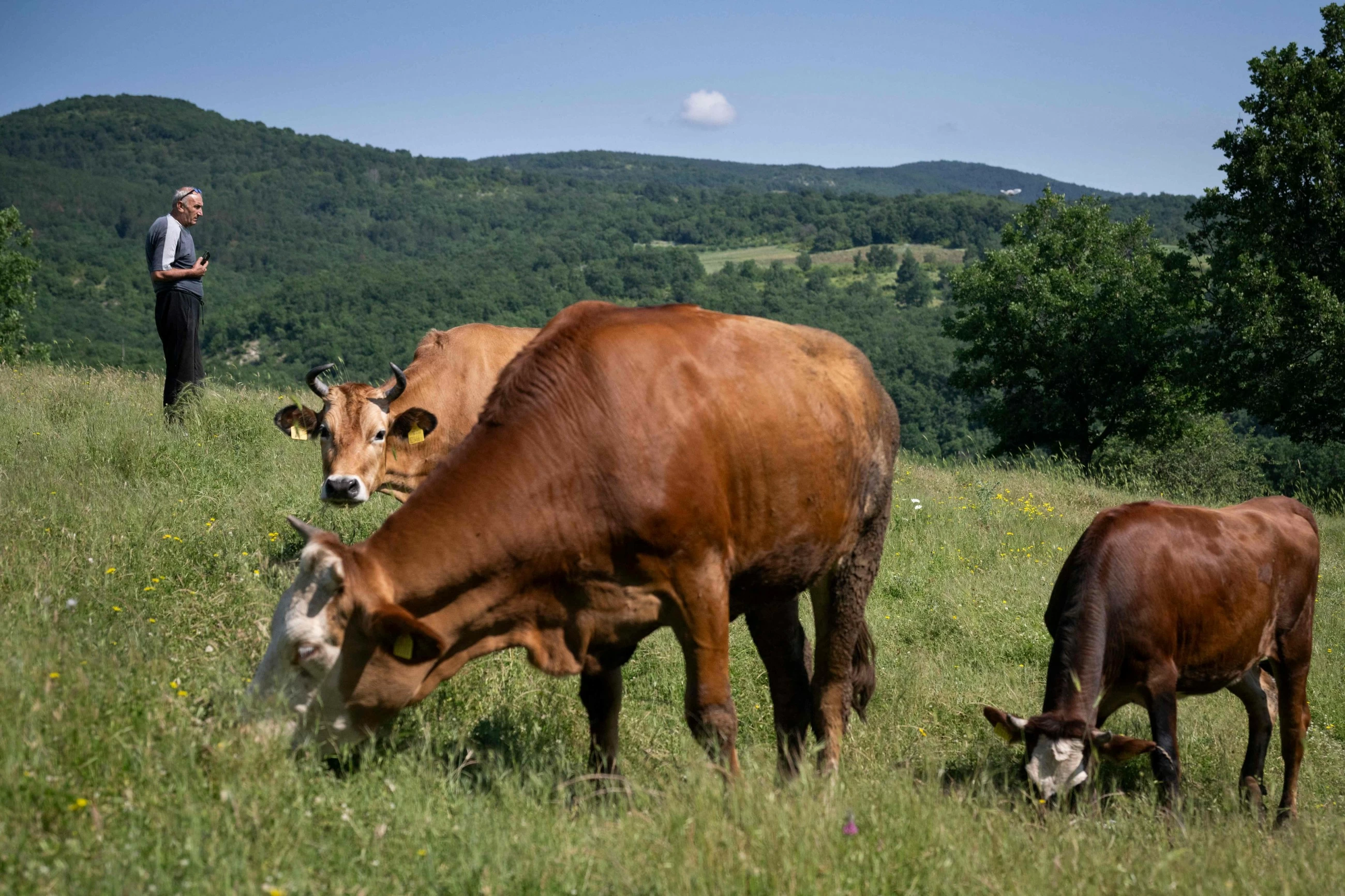 Bulgaria's milk farmers falter in former yogurt empire