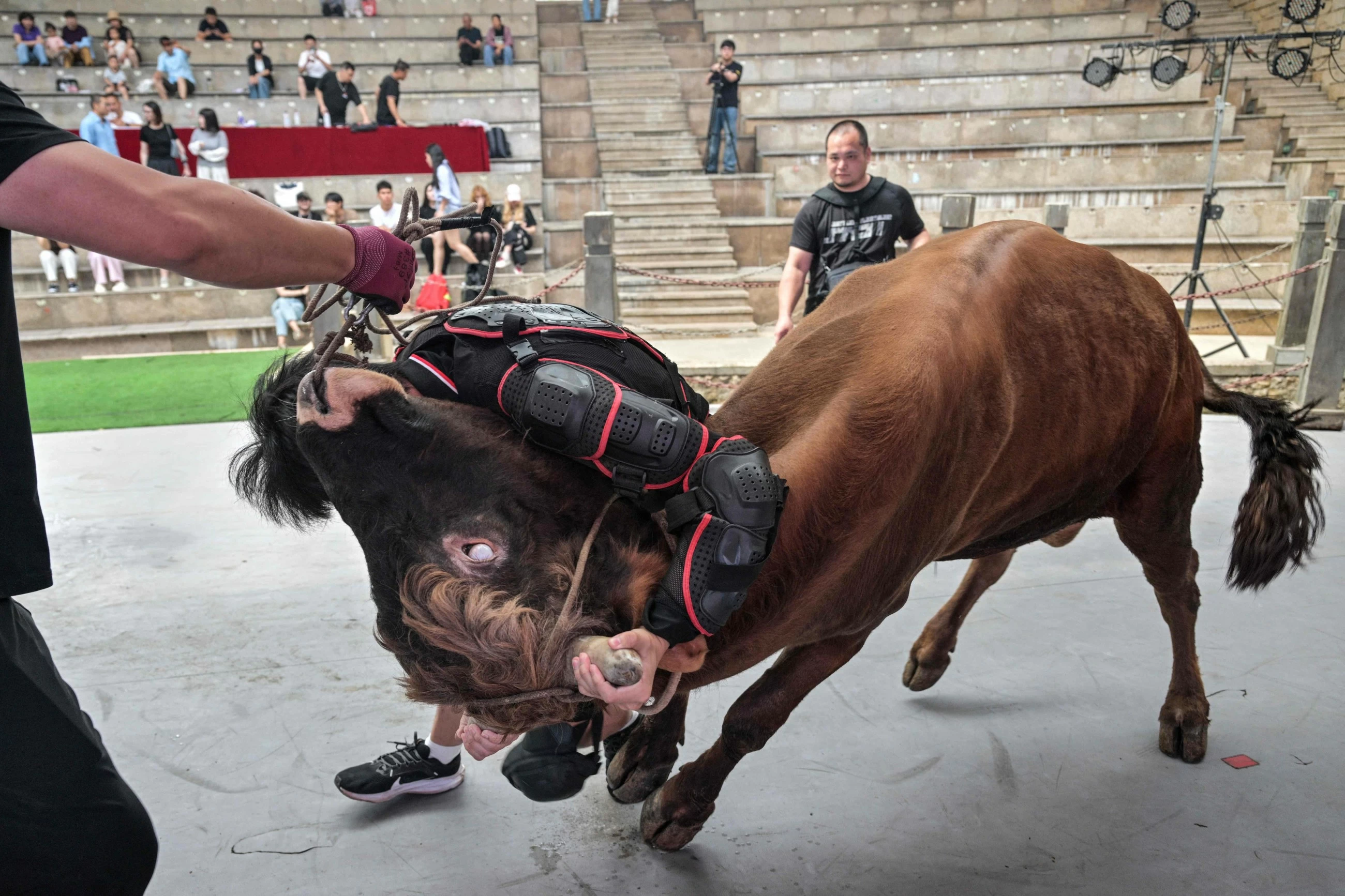 China's bull wrestlers fight to keep tradition alive