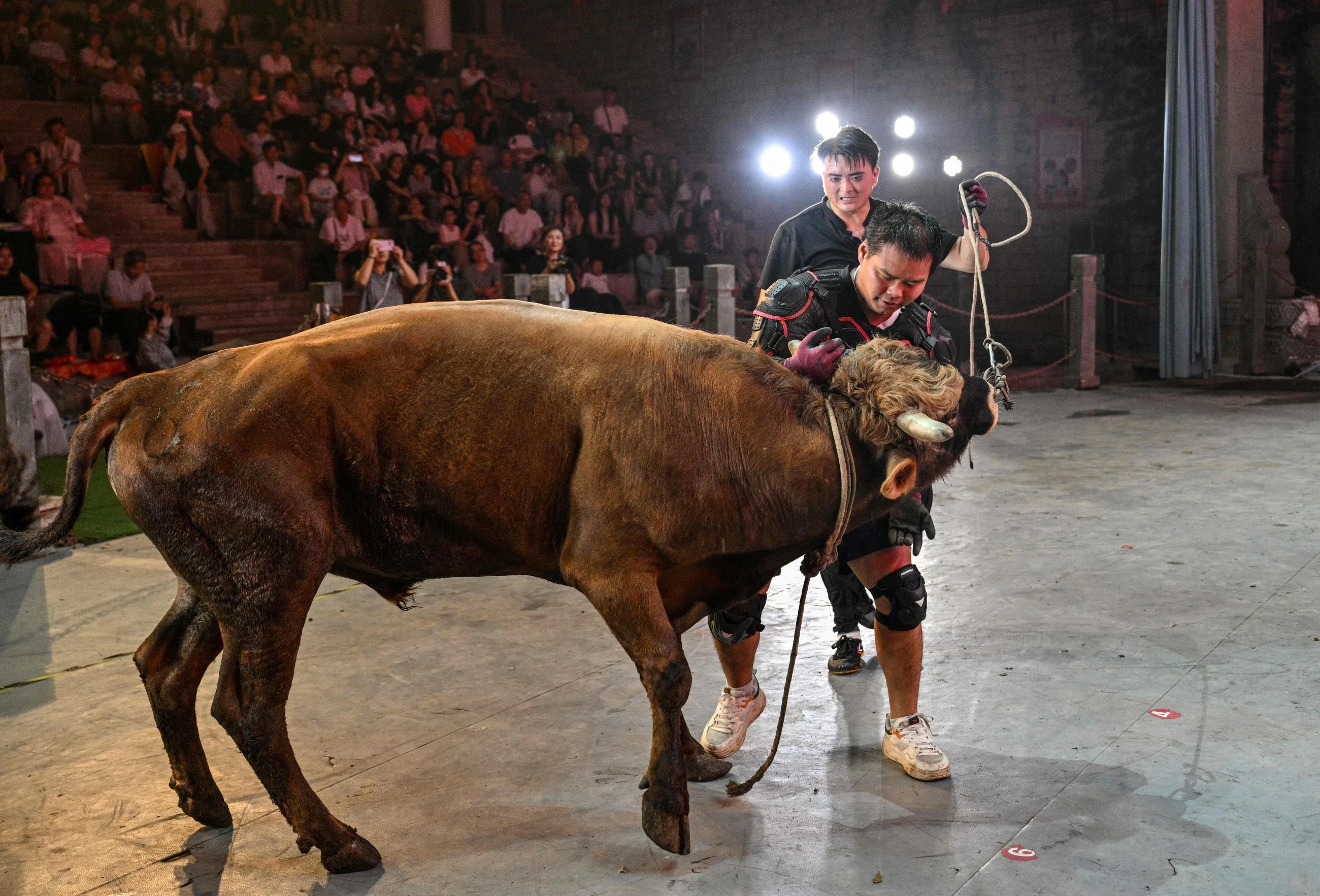 China's bull wrestlers fight to keep tradition alive