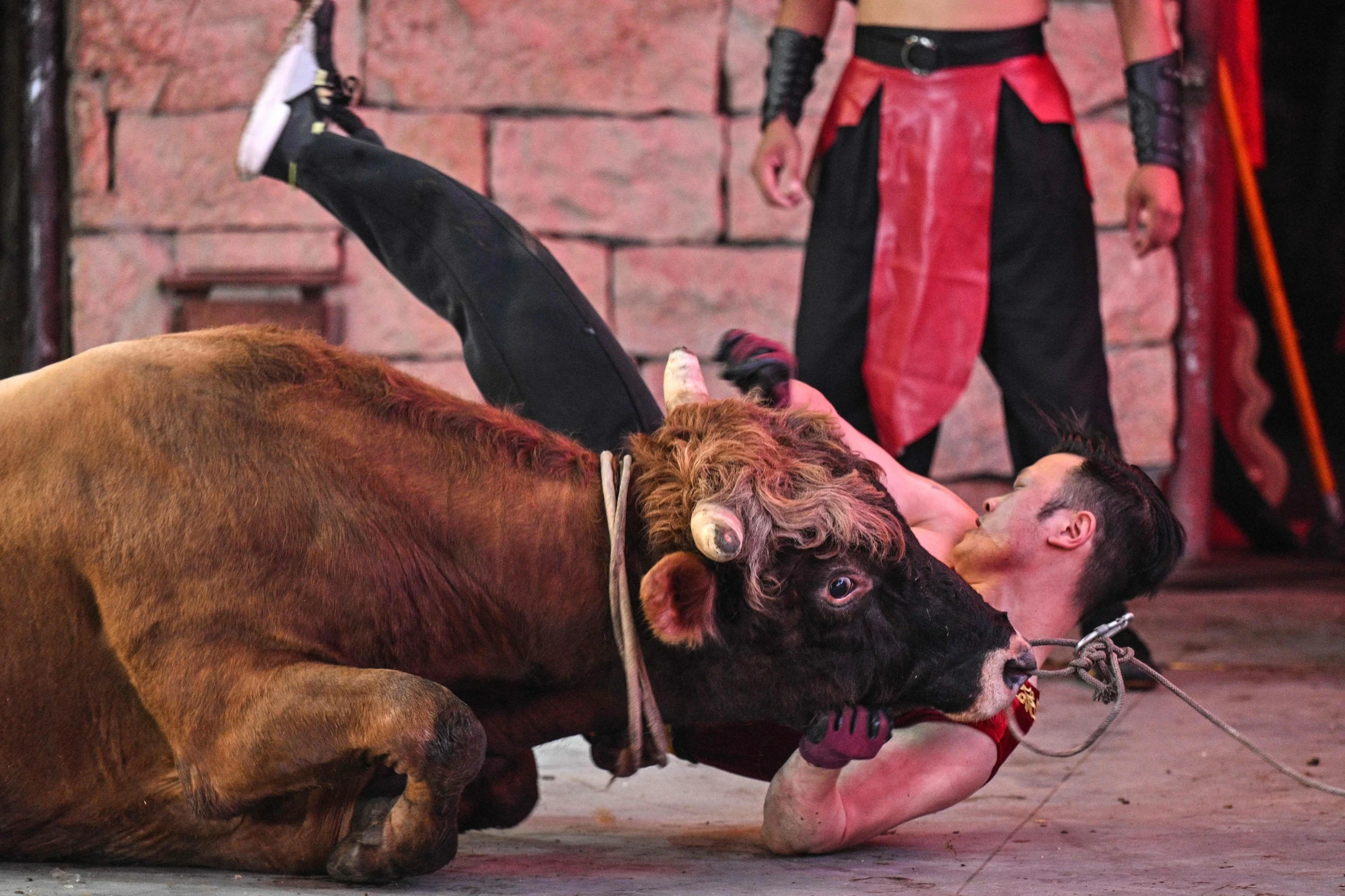 China's bull wrestlers fight to keep tradition alive