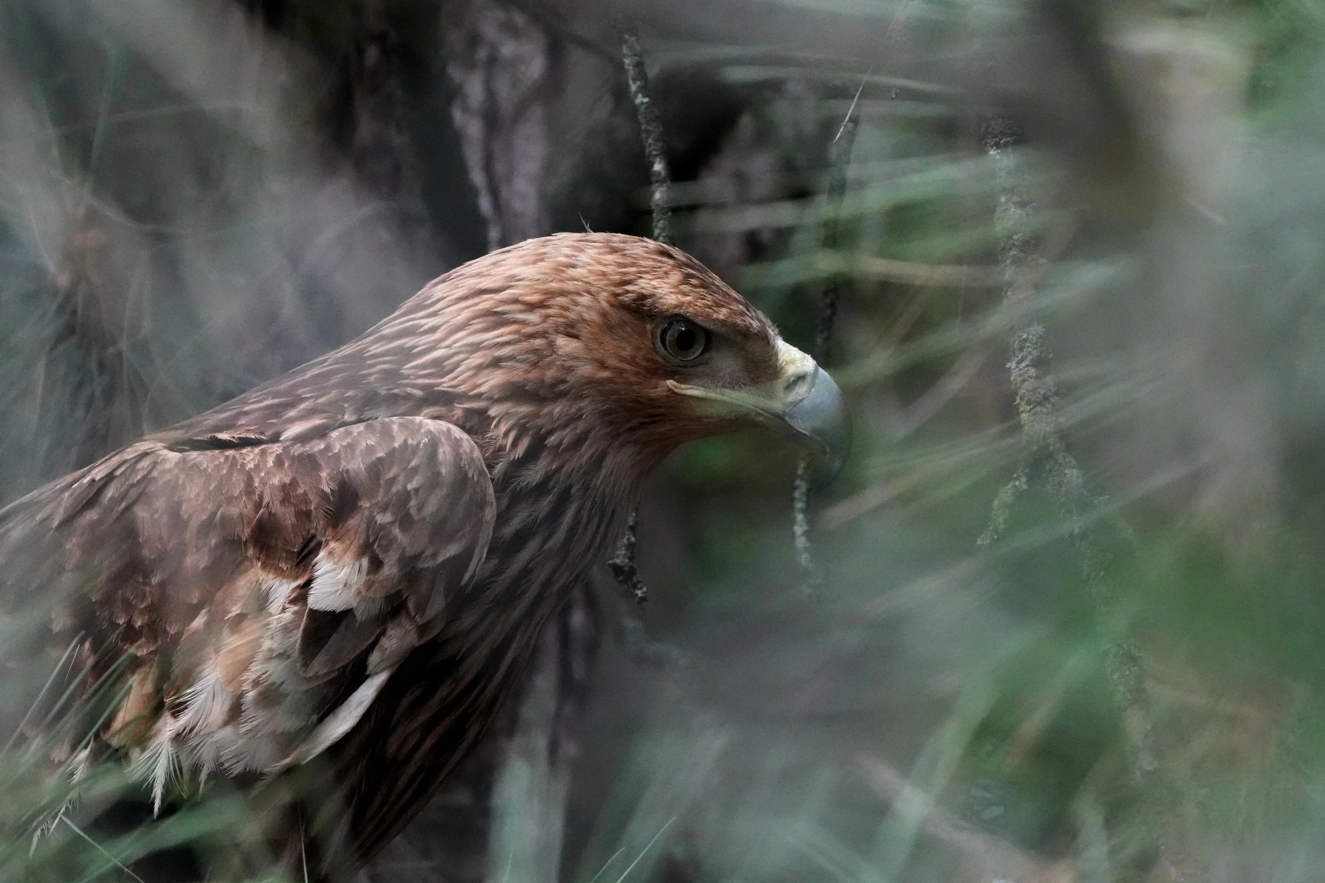 Feliks the eagle is back home in Serbia after a kidnap ordeal in the Middle East