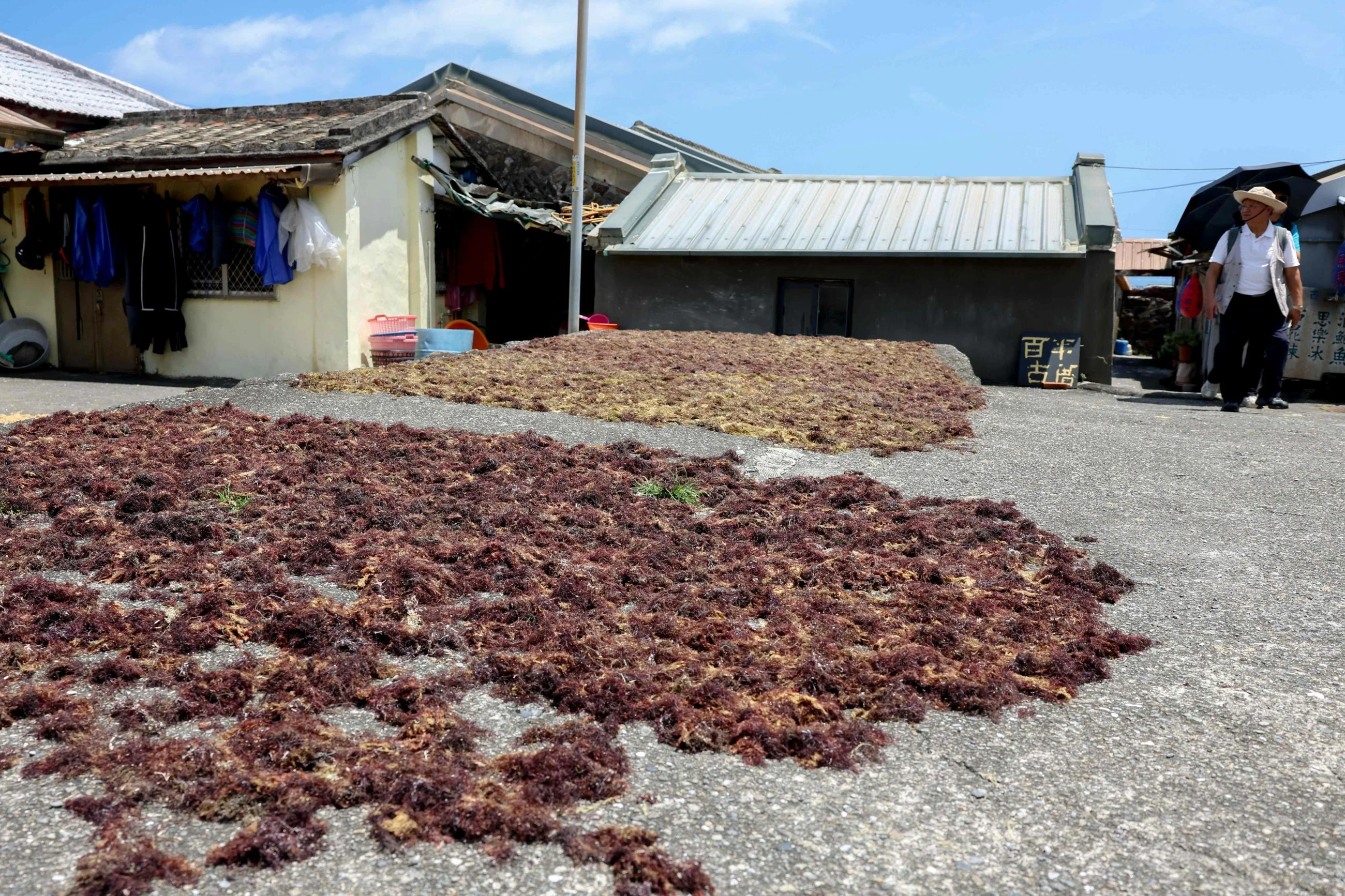 Taiwan's ageing seaweed harvesters hope younger women wade in