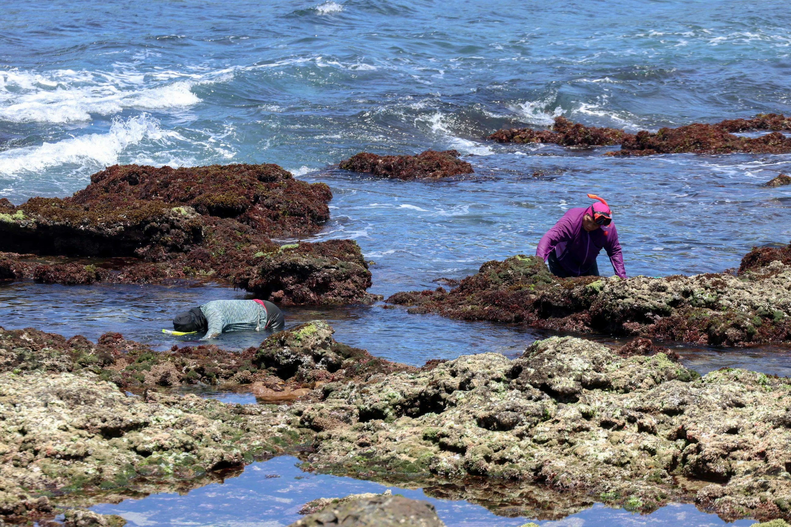 Taiwan's ageing seaweed harvesters hope younger women wade in