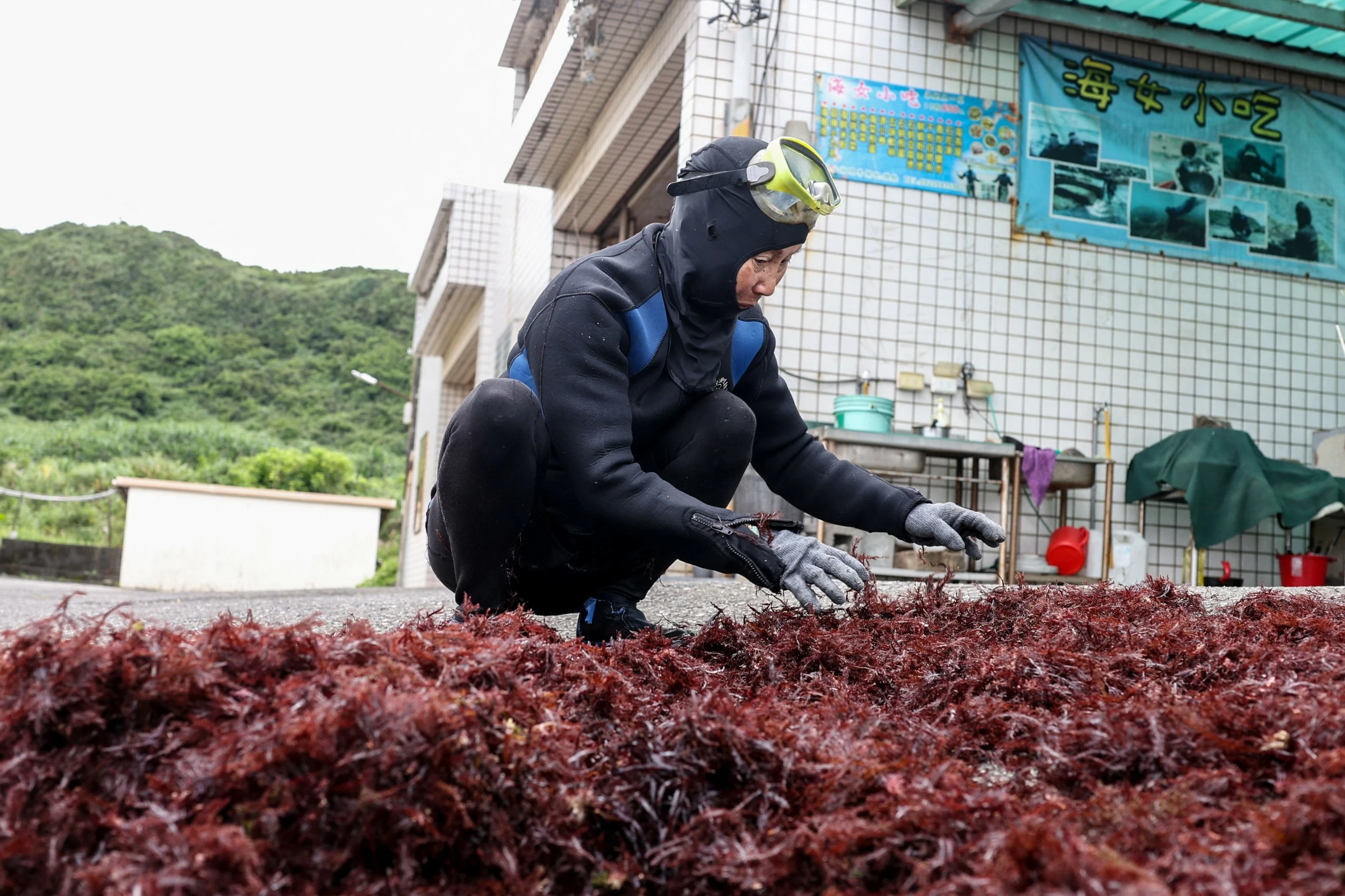 Taiwan's ageing seaweed harvesters hope younger women wade in