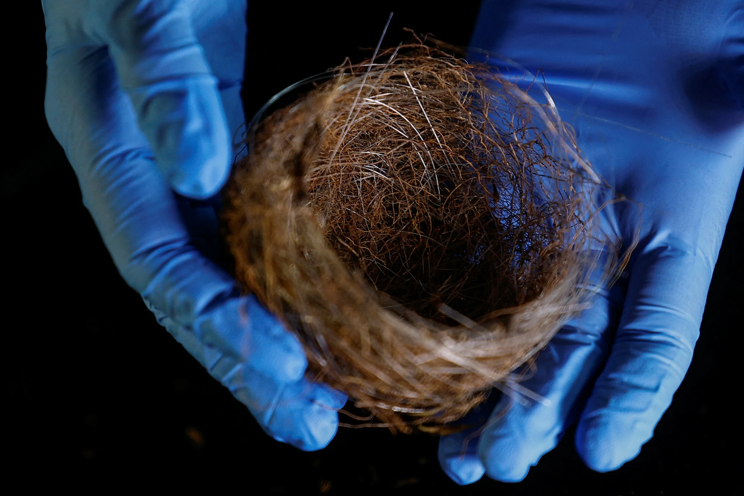 Bird nests made from fiber-optic cables reveal war's impact on Ukraine's environment
