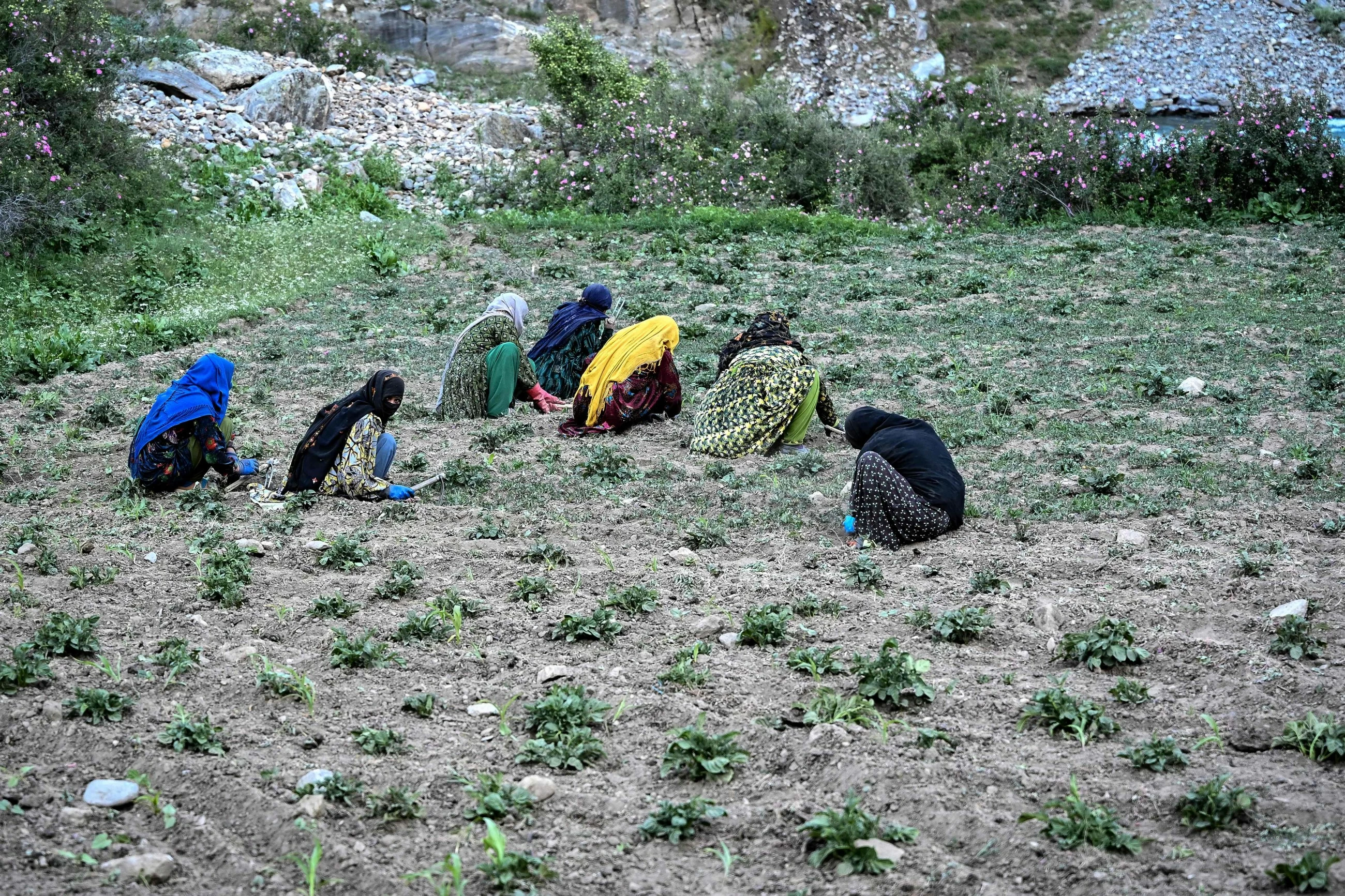 The Afghan women farmers keeping their village alive