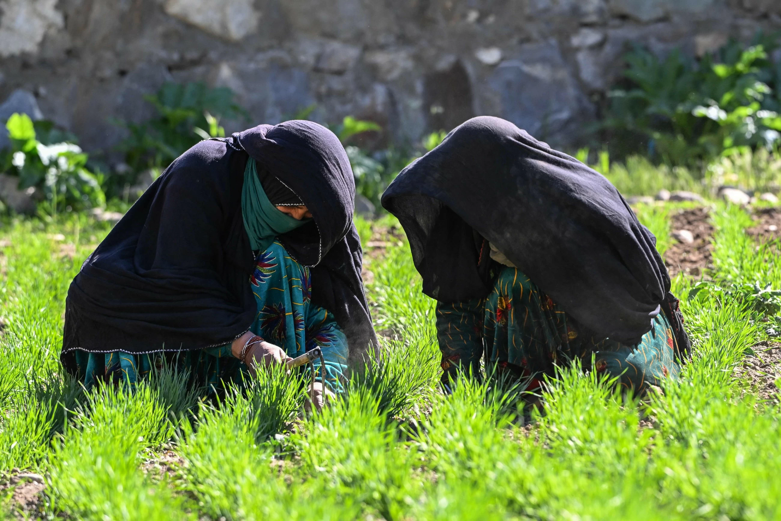 The Afghan women farmers keeping their village alive