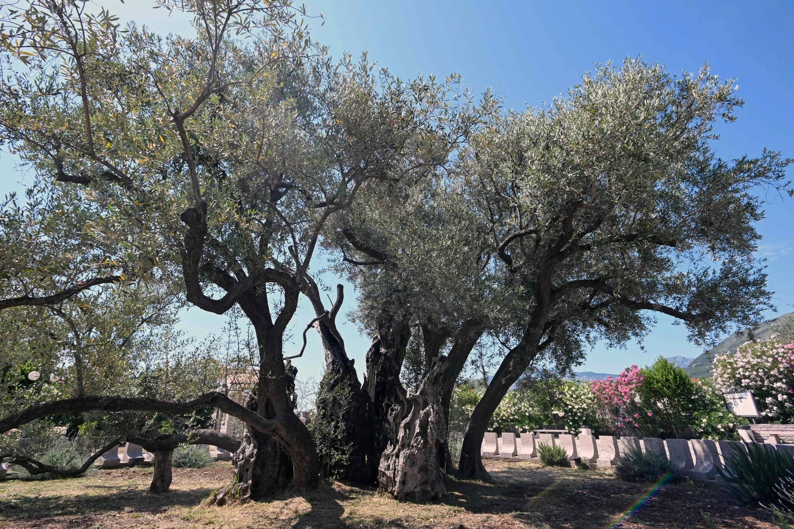 Reviving Montenegro's 'ancient' olive tree
