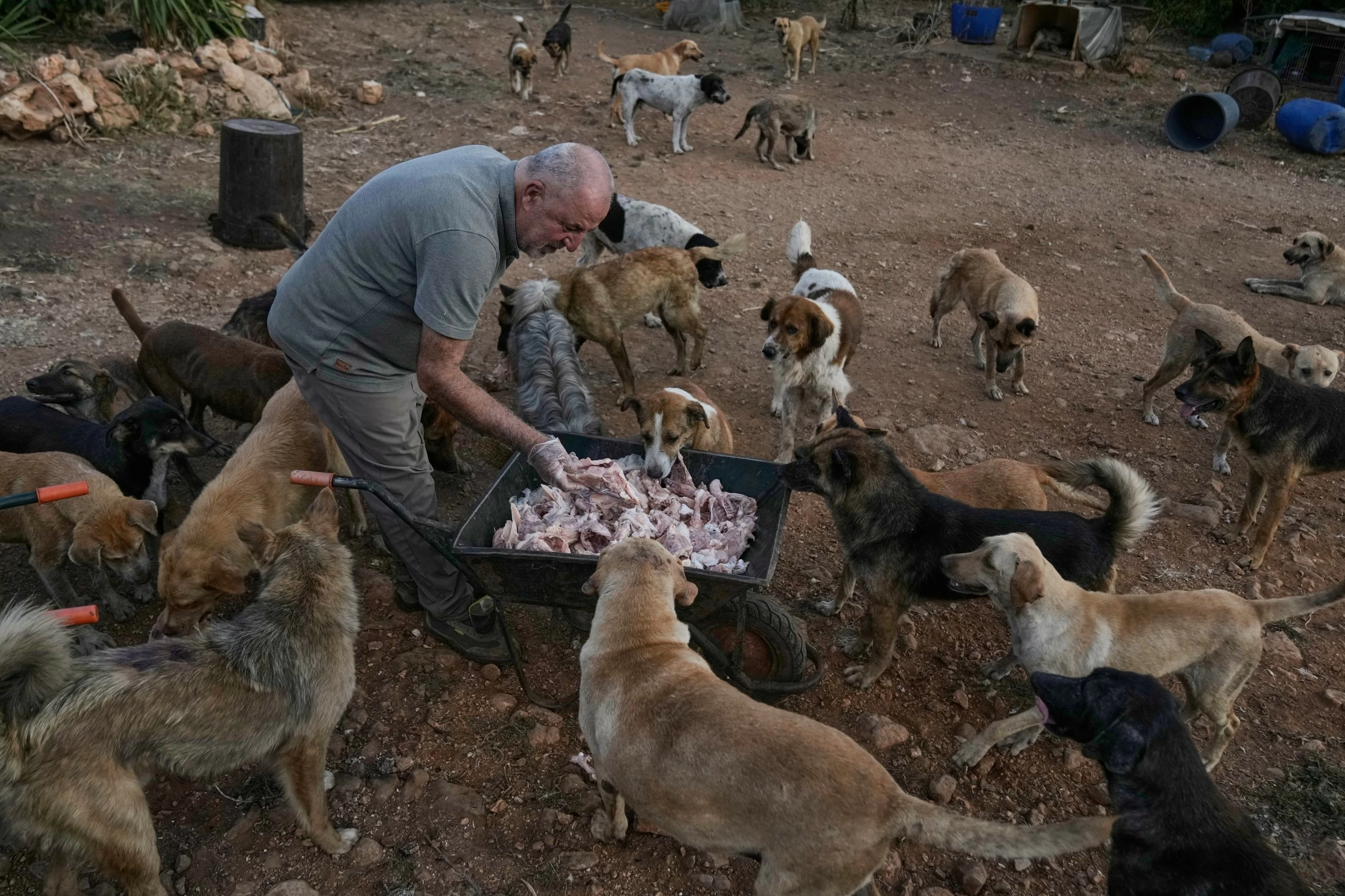An animal rescuer cares for pets and livestock stranded by war in southern ...