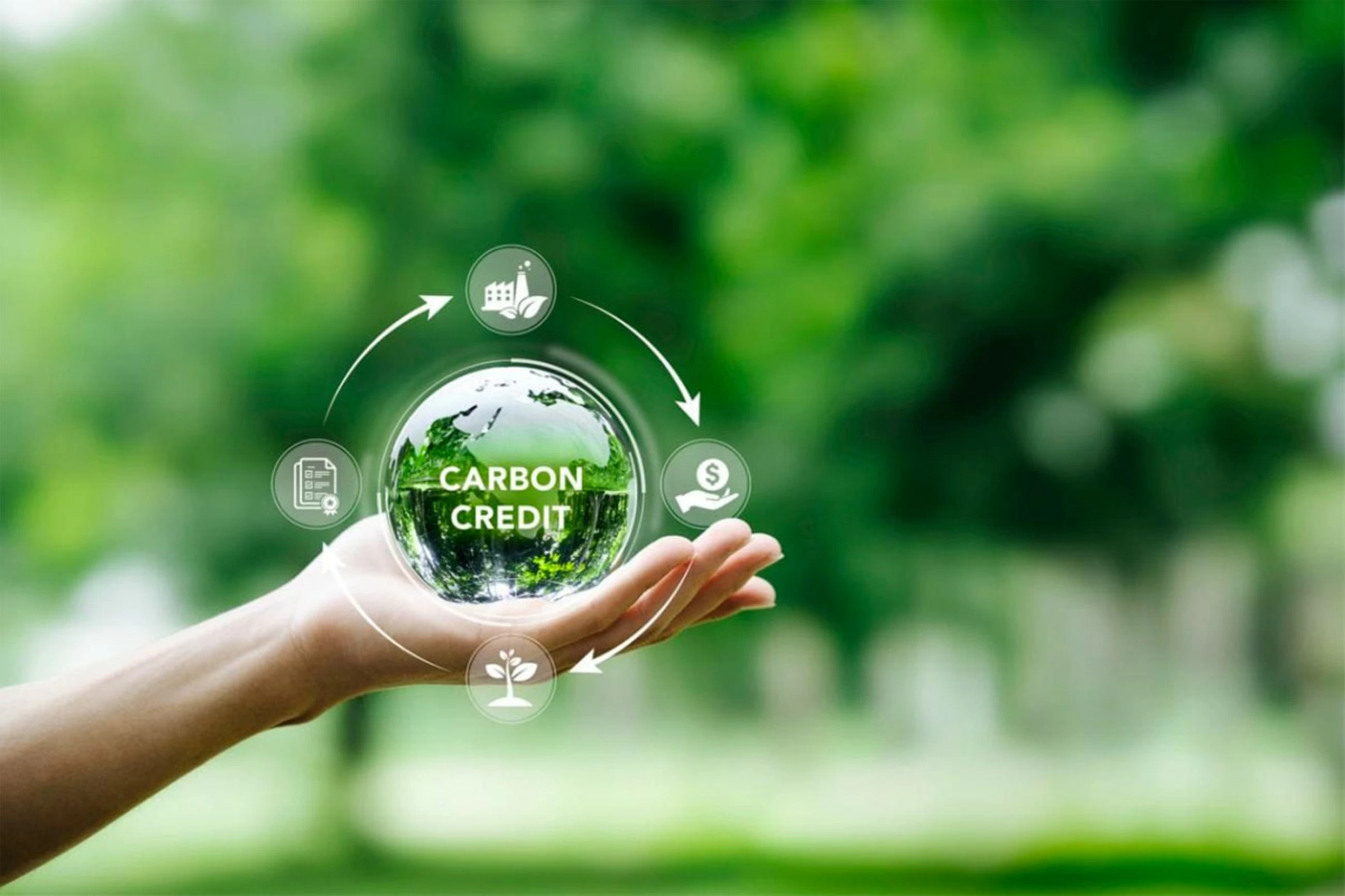 Unravelling carbon credit trading opportunities