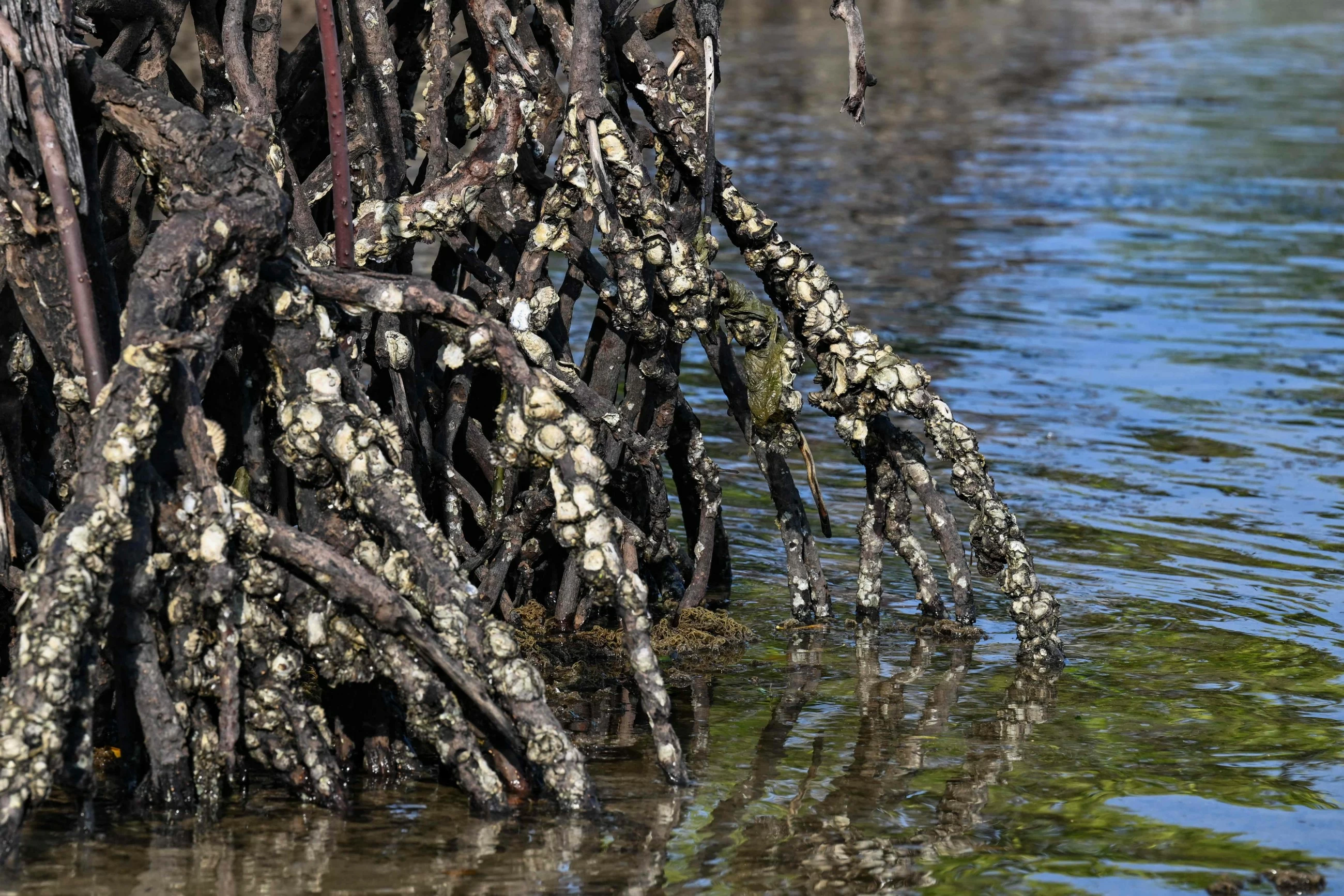 Protecting the protectors: racing to save Philippine mangroves