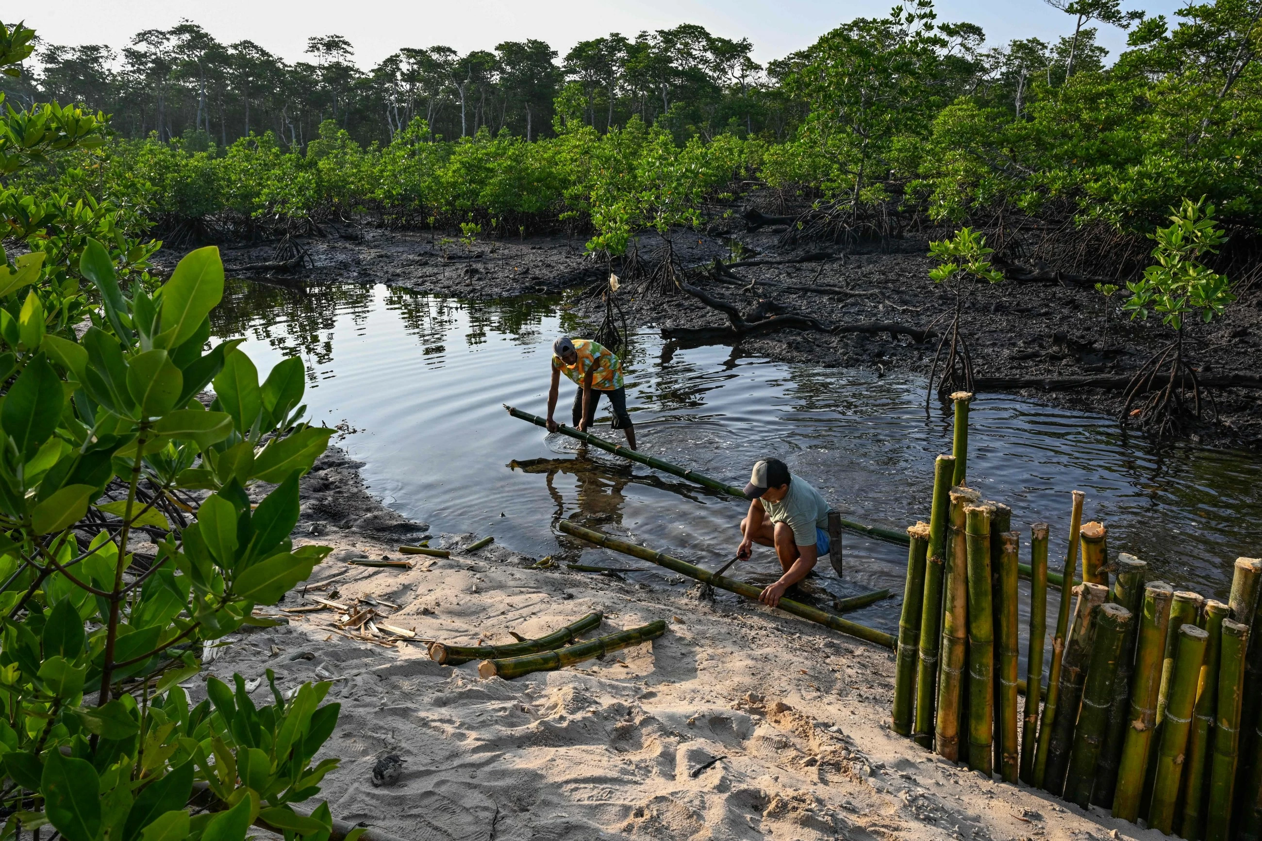Protecting the protectors: racing to save Philippine mangroves