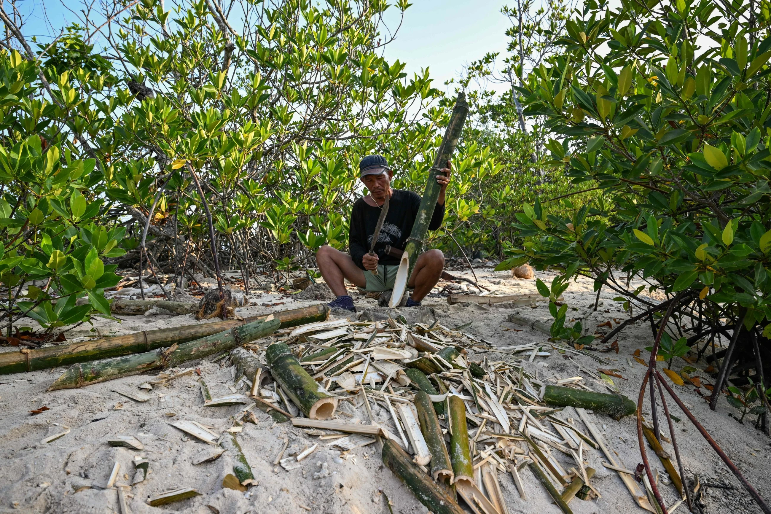 Protecting the protectors: racing to save Philippine mangroves