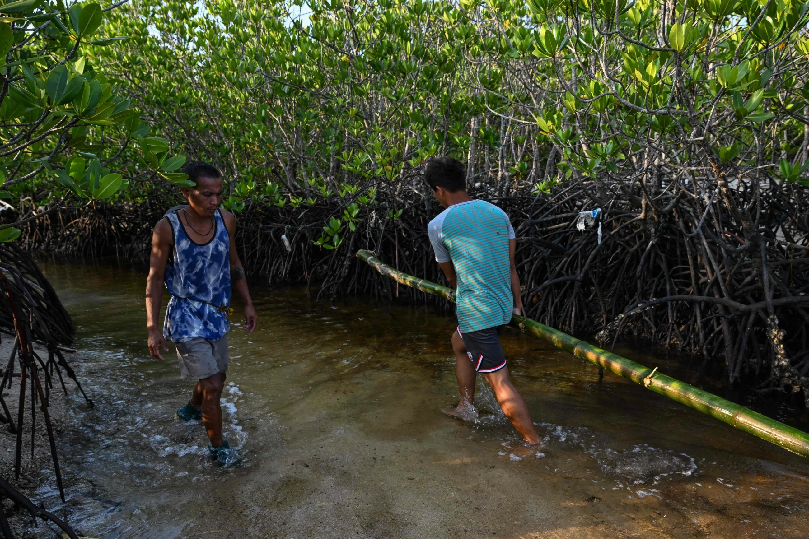 Protecting the protectors: racing to save Philippine mangroves