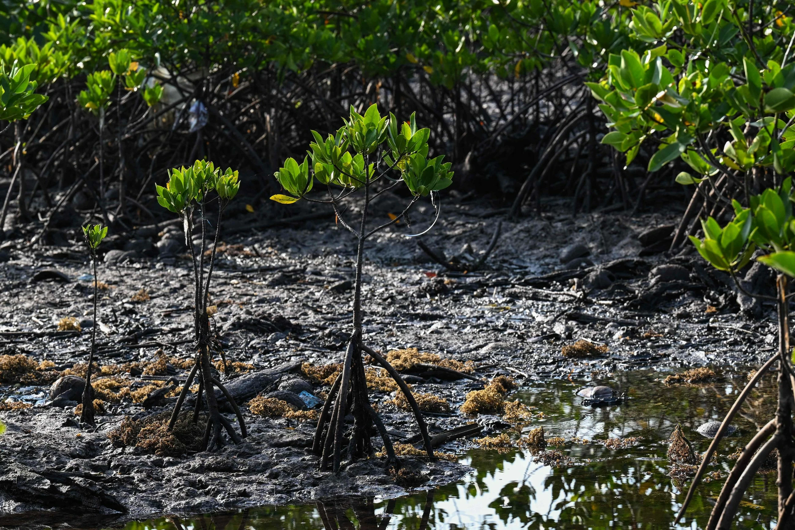 Protecting the protectors: racing to save Philippine mangroves