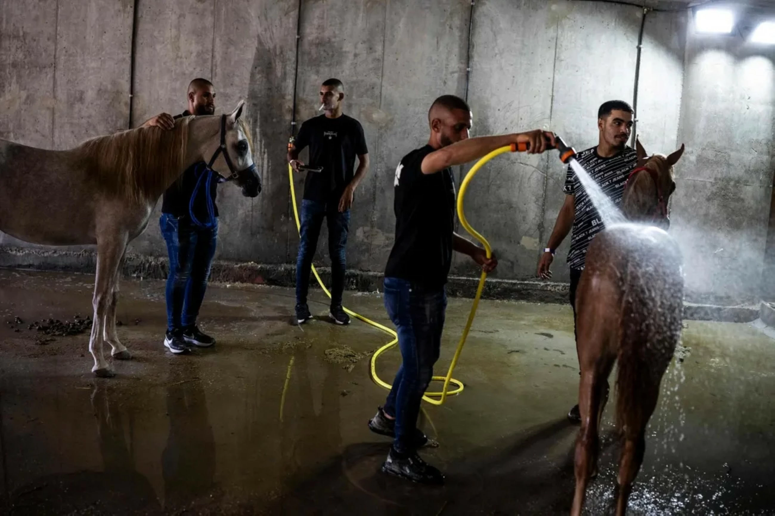 'In our blood': Palestinians keep horse culture alive against all odds