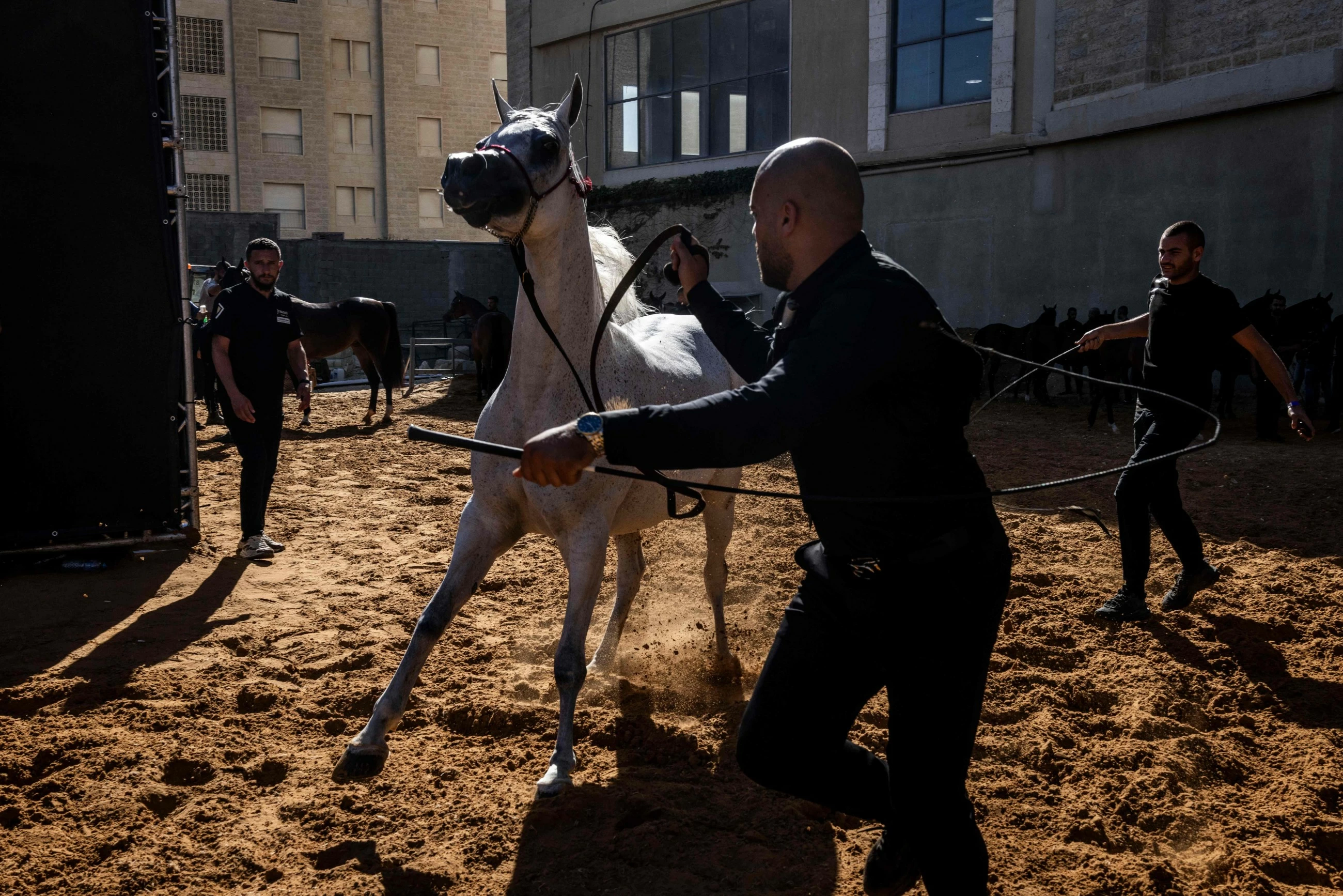 'In our blood': Palestinians keep horse culture alive against all odds