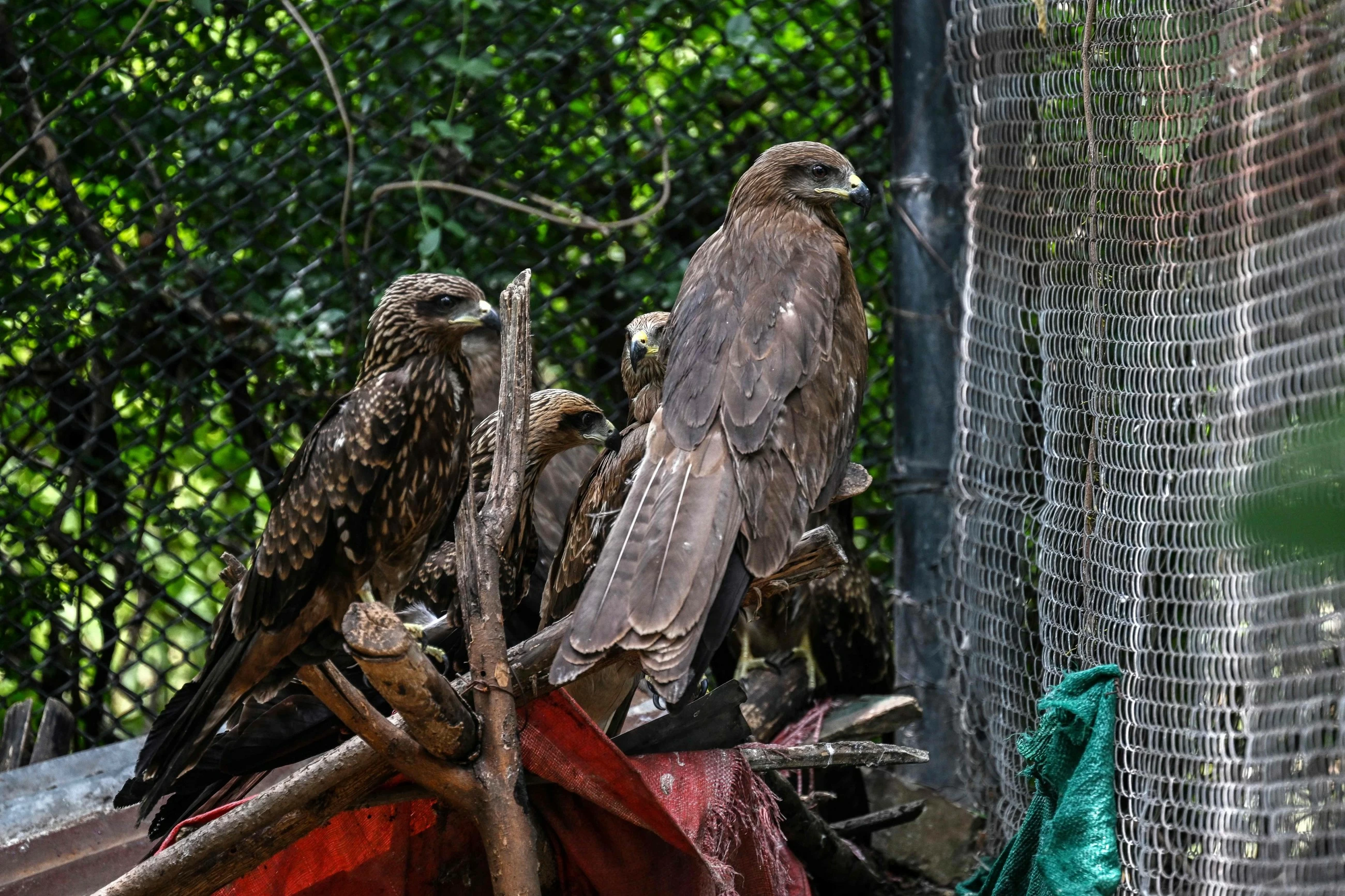 Wildlife rescuers help birds survive Pakistan's hotter summers