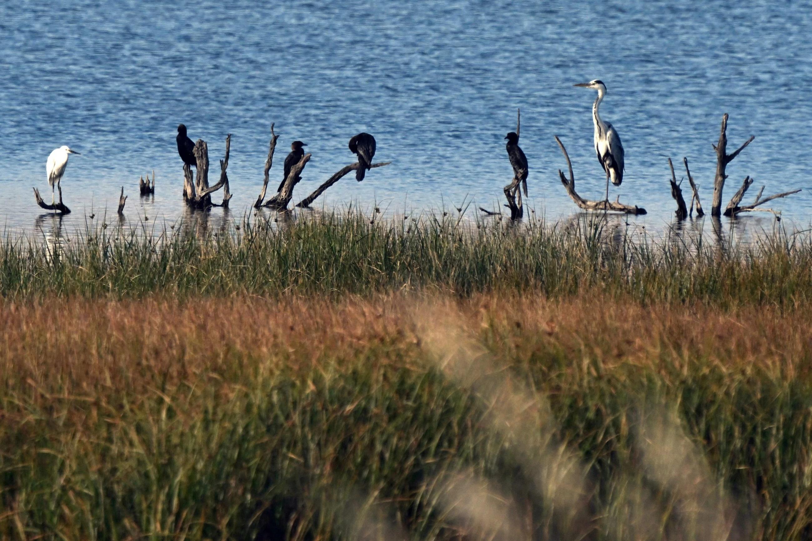 Montenegro’s Ulcinj Salina: A bird haven slowly losing its lifeline
