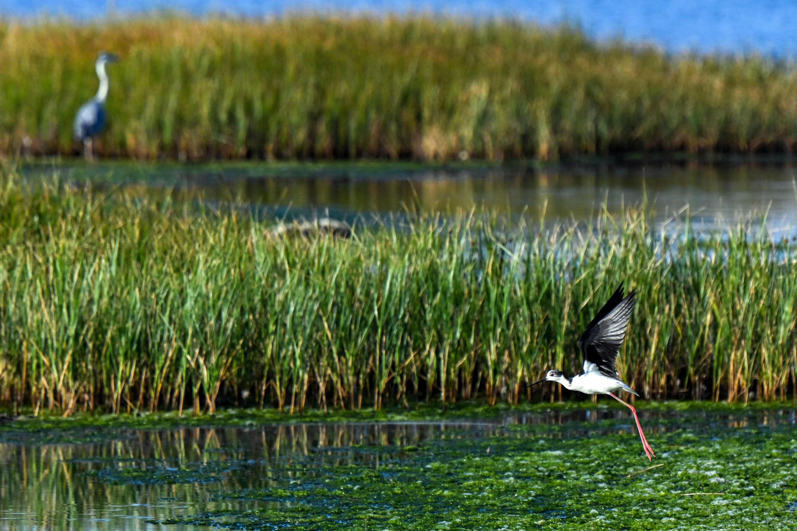 Montenegro’s Ulcinj Salina: A bird haven slowly losing its lifeline