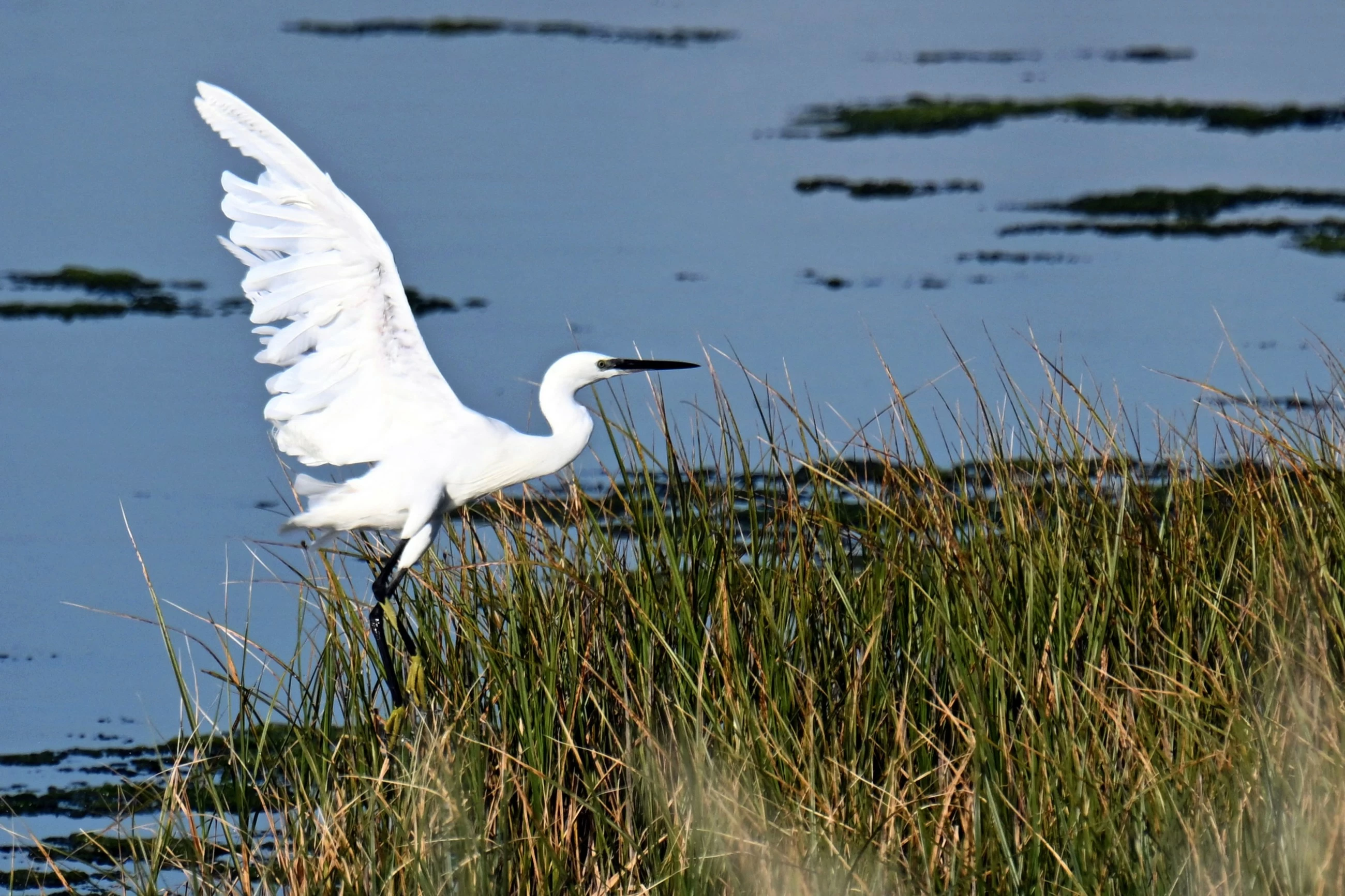 Montenegro’s Ulcinj Salina: A bird haven slowly losing its lifeline