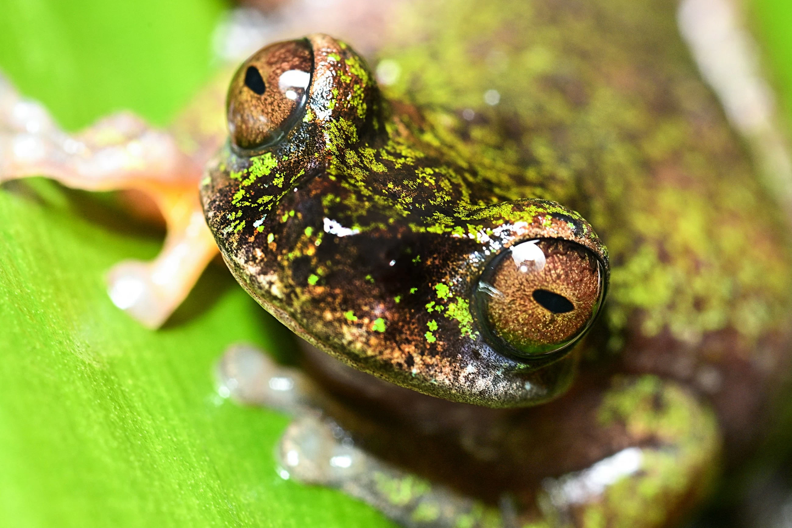 Nocturnal and coffee-loving new frog species discovered in Costa Rica