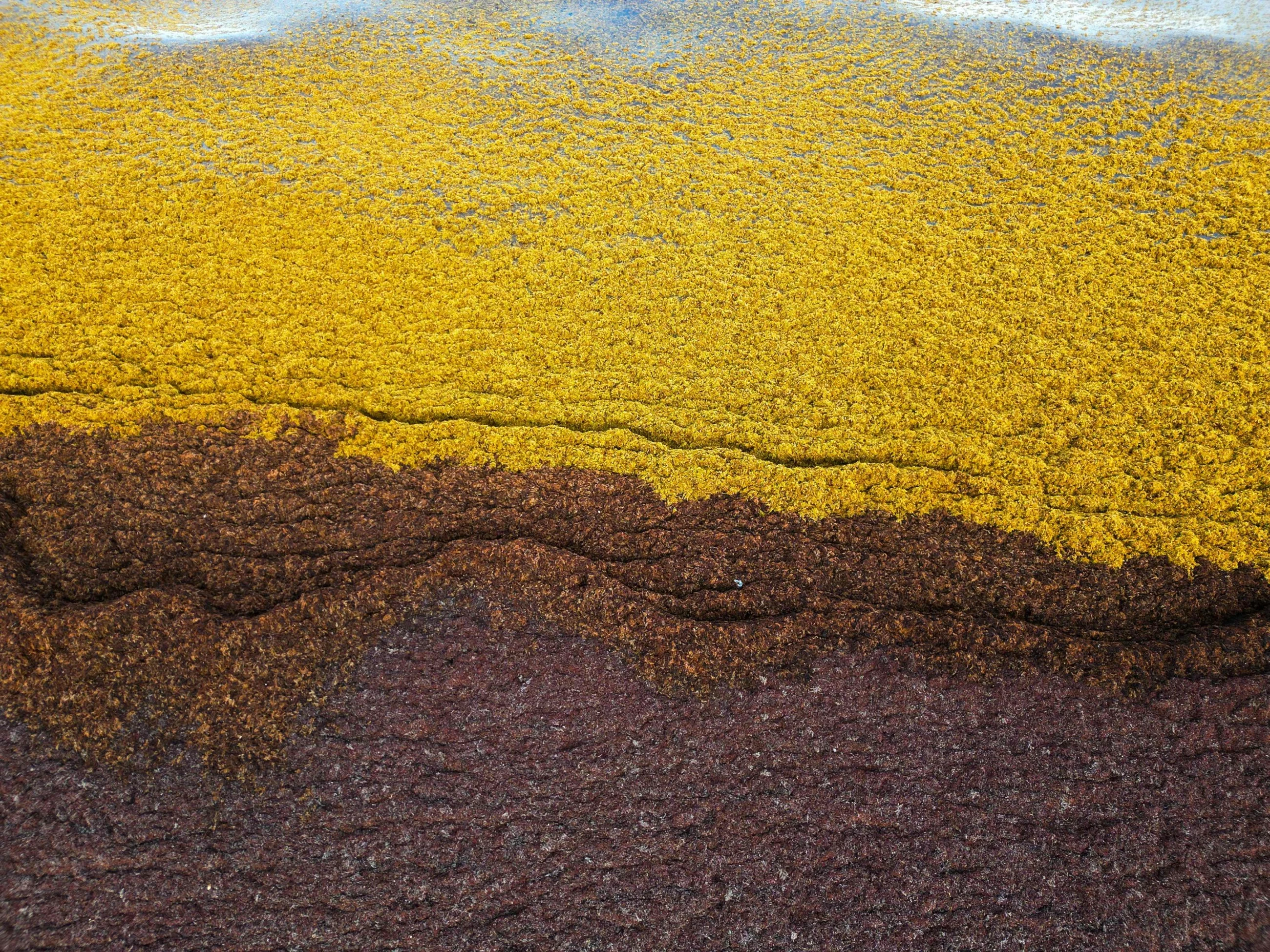 Empty beaches and 'unbearable stench': Mexico wages war on sargassum weeds