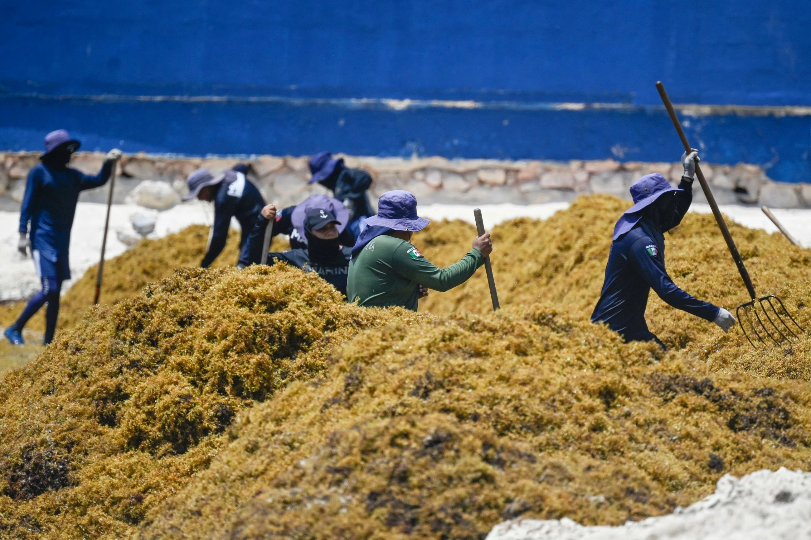 Empty beaches and 'unbearable stench': Mexico wages war on sargassum weeds