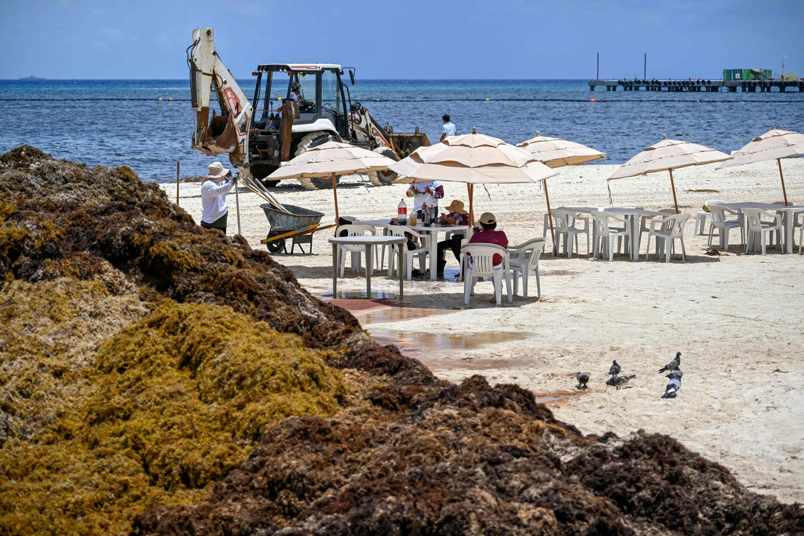 Empty beaches and 'unbearable stench': Mexico wages war on sargassum weeds