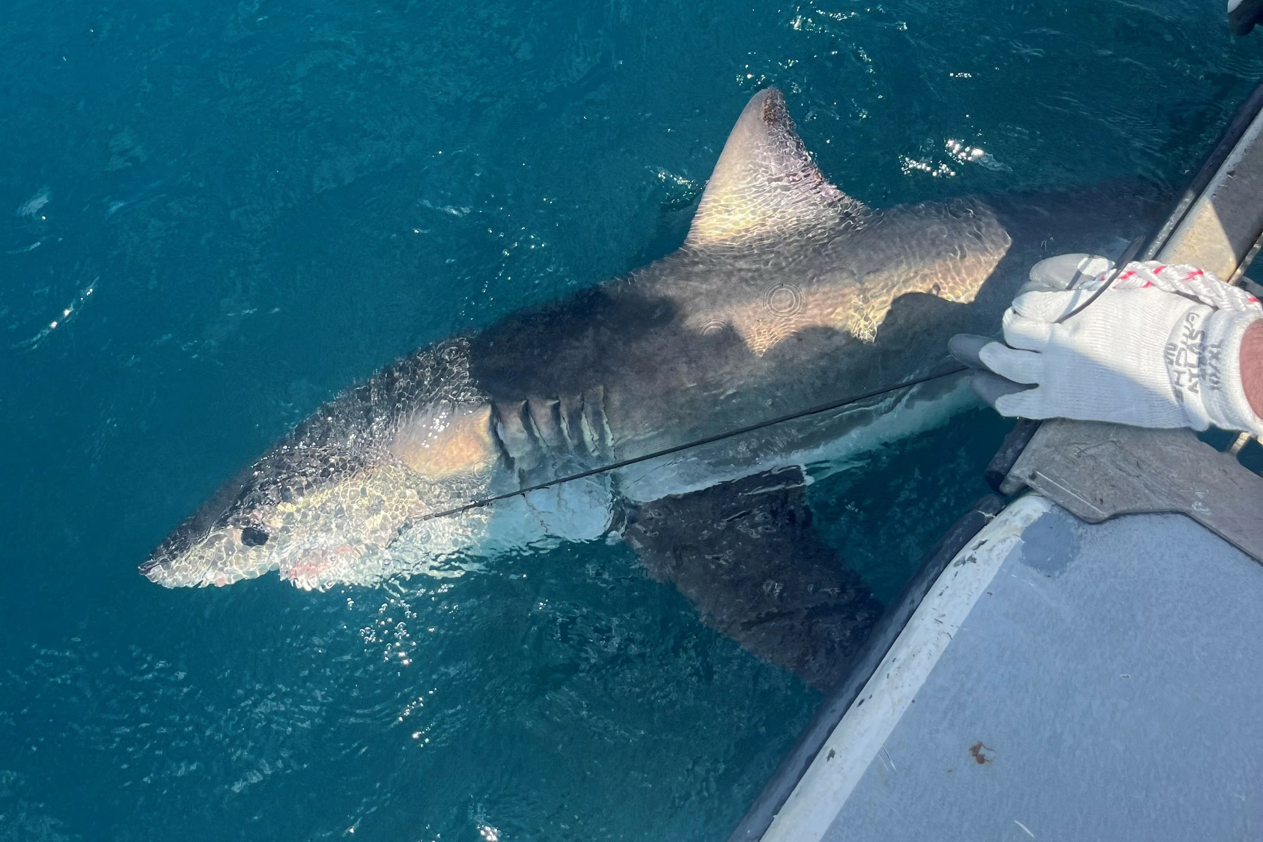 Sharks may now be able to predict hurricanes