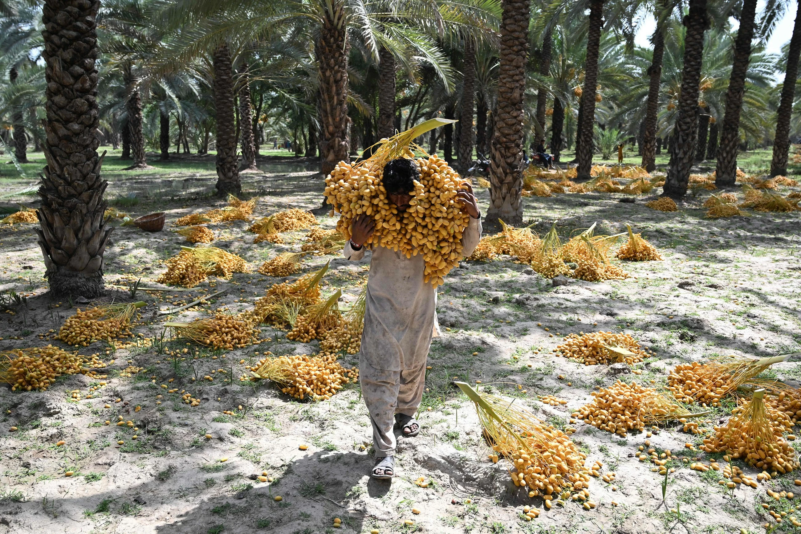 Pakistan's date workers toil through increasing heat