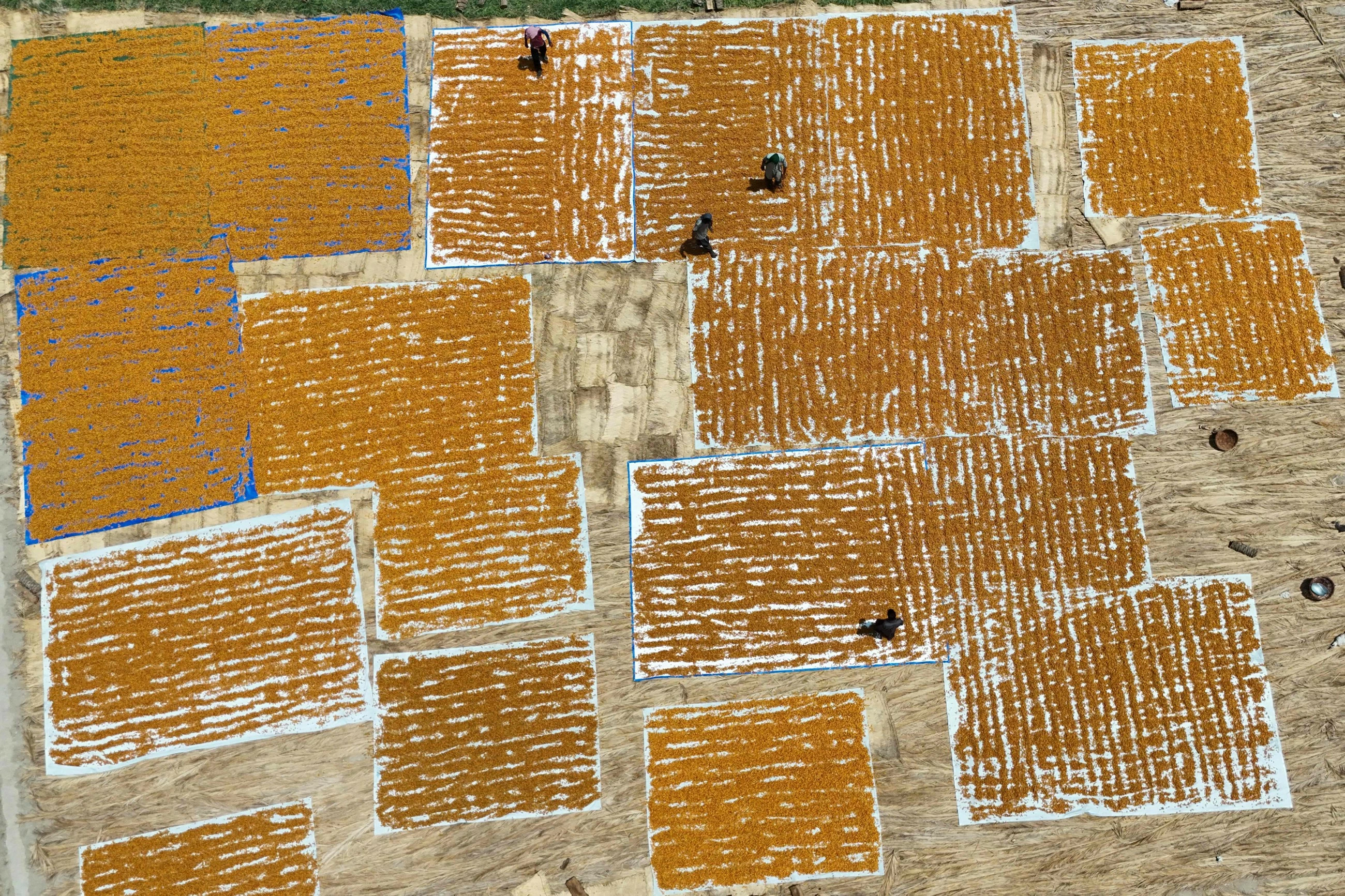 Pakistan's date workers toil through increasing heat
