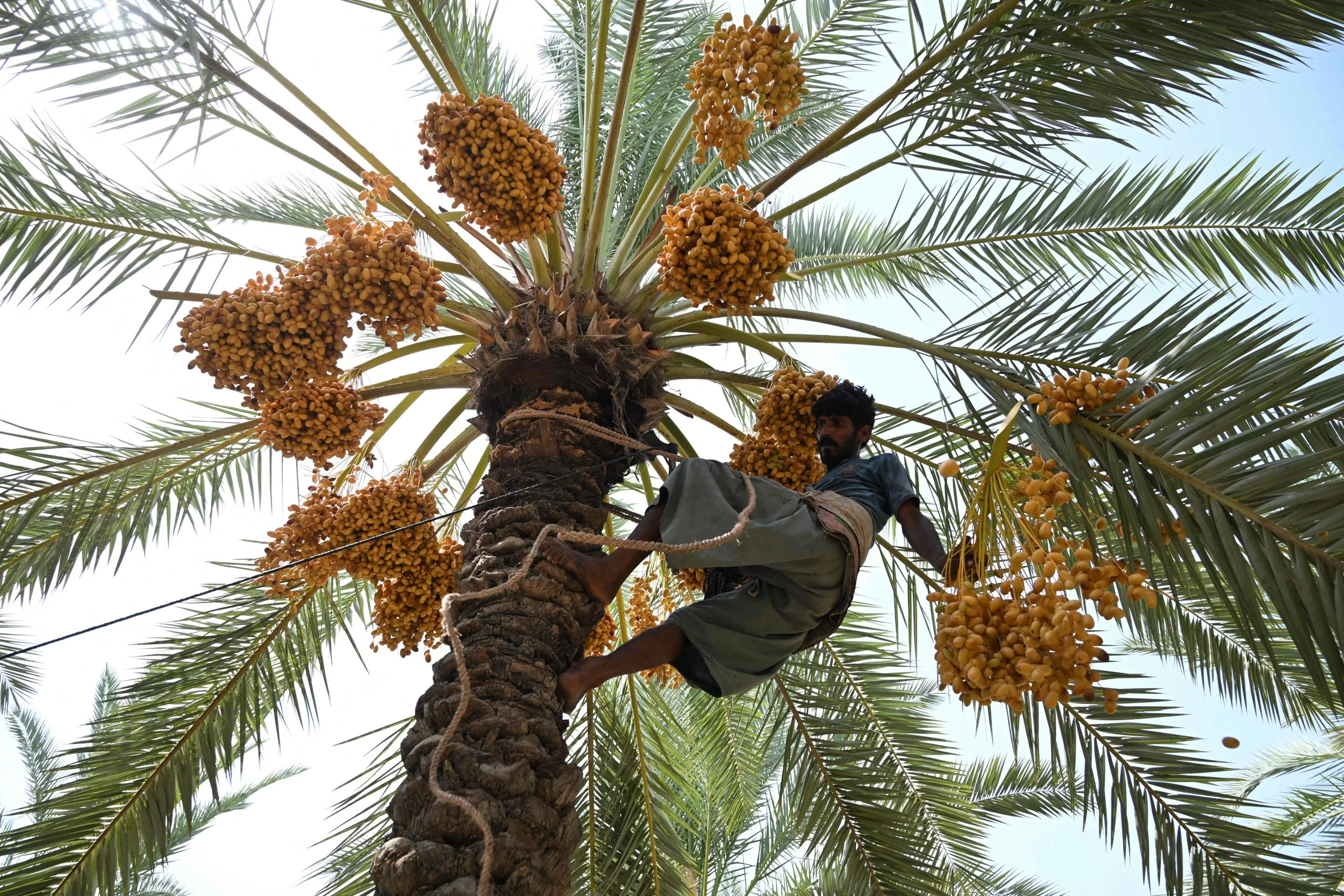 Pakistan's date workers toil through increasing heat