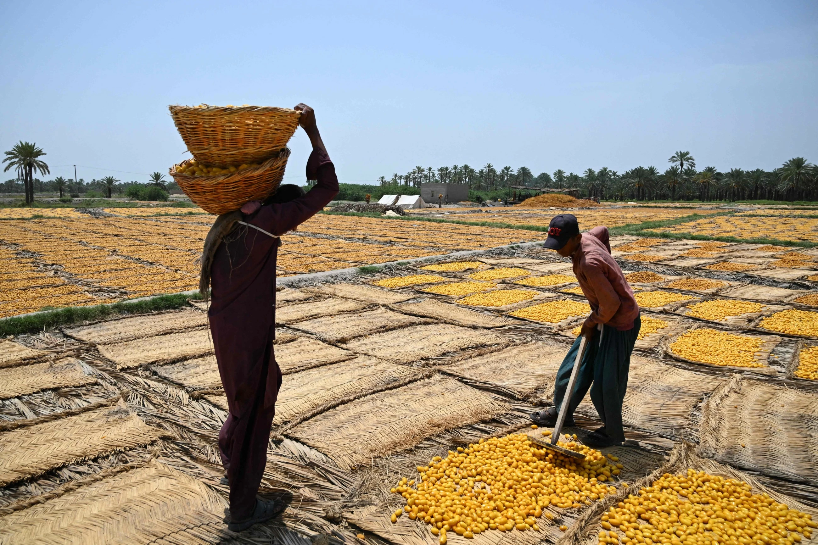Pakistan's date workers toil through increasing heat
