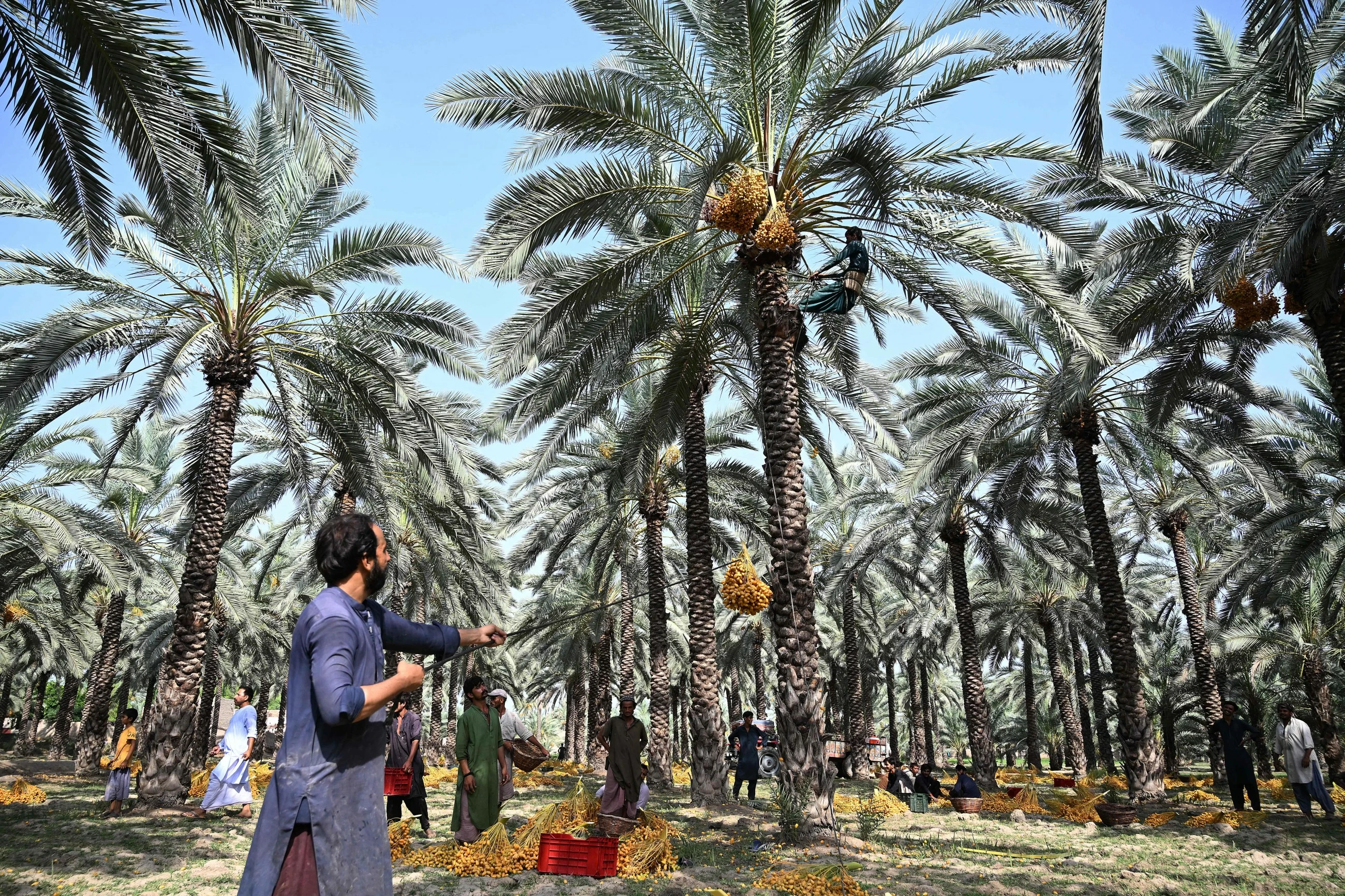 Pakistan's date workers toil through increasing heat