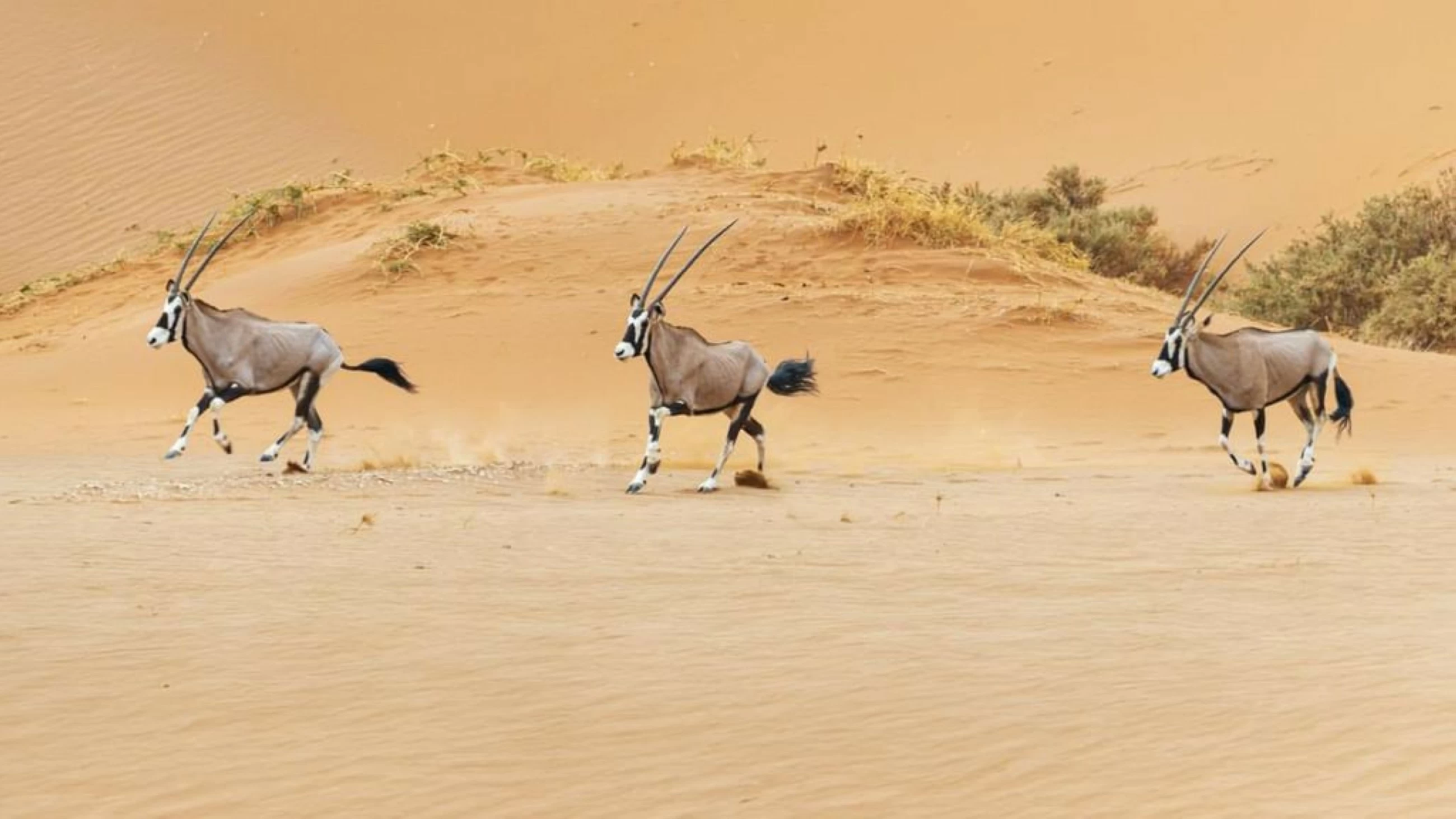 Sheikh Hamdan Bin Zayed issues resolution on protection of species, habitats in Abu Dhabi