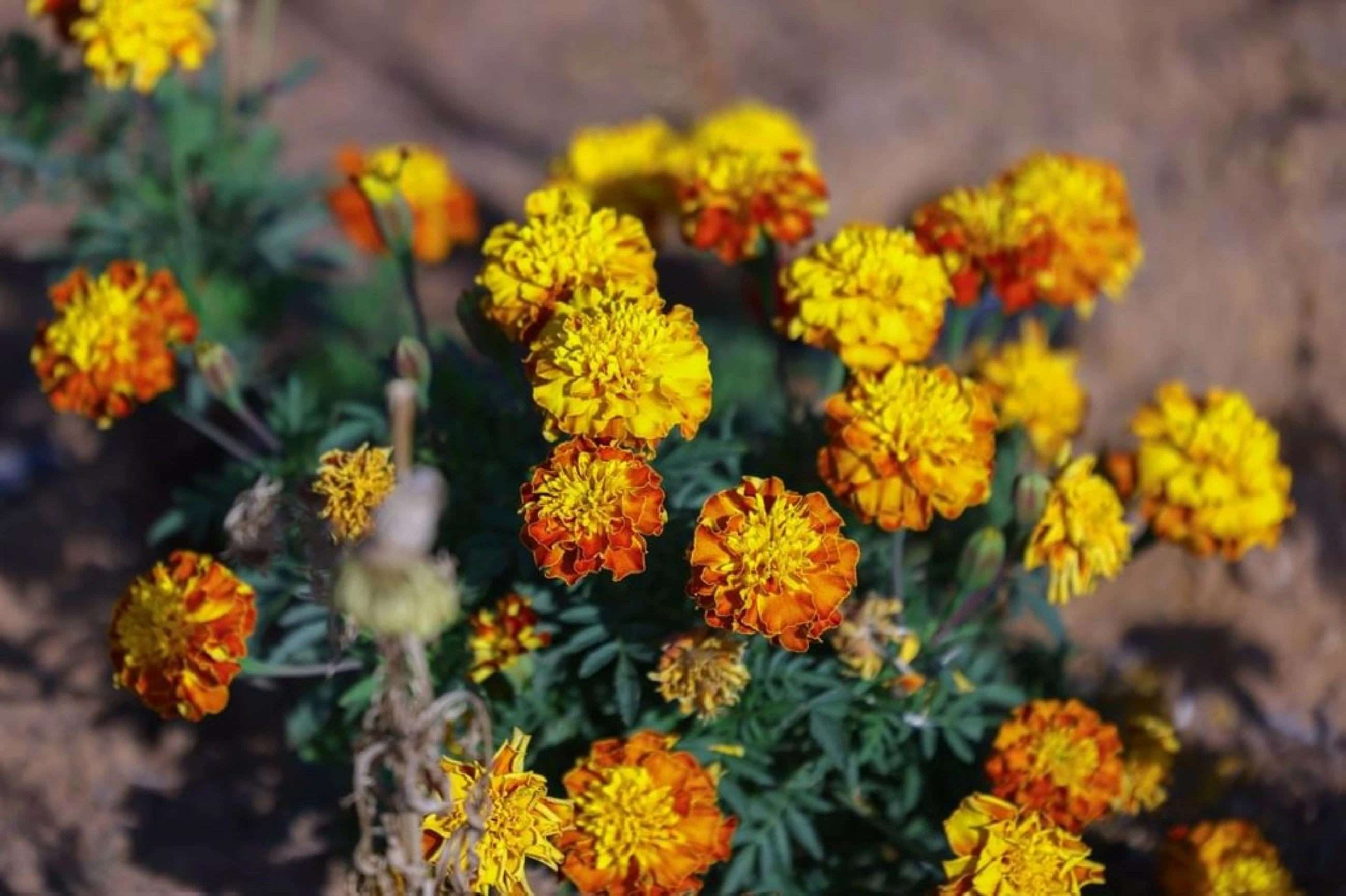 UAE's Garden City Blooms with 99 Million Flowers Year-Round