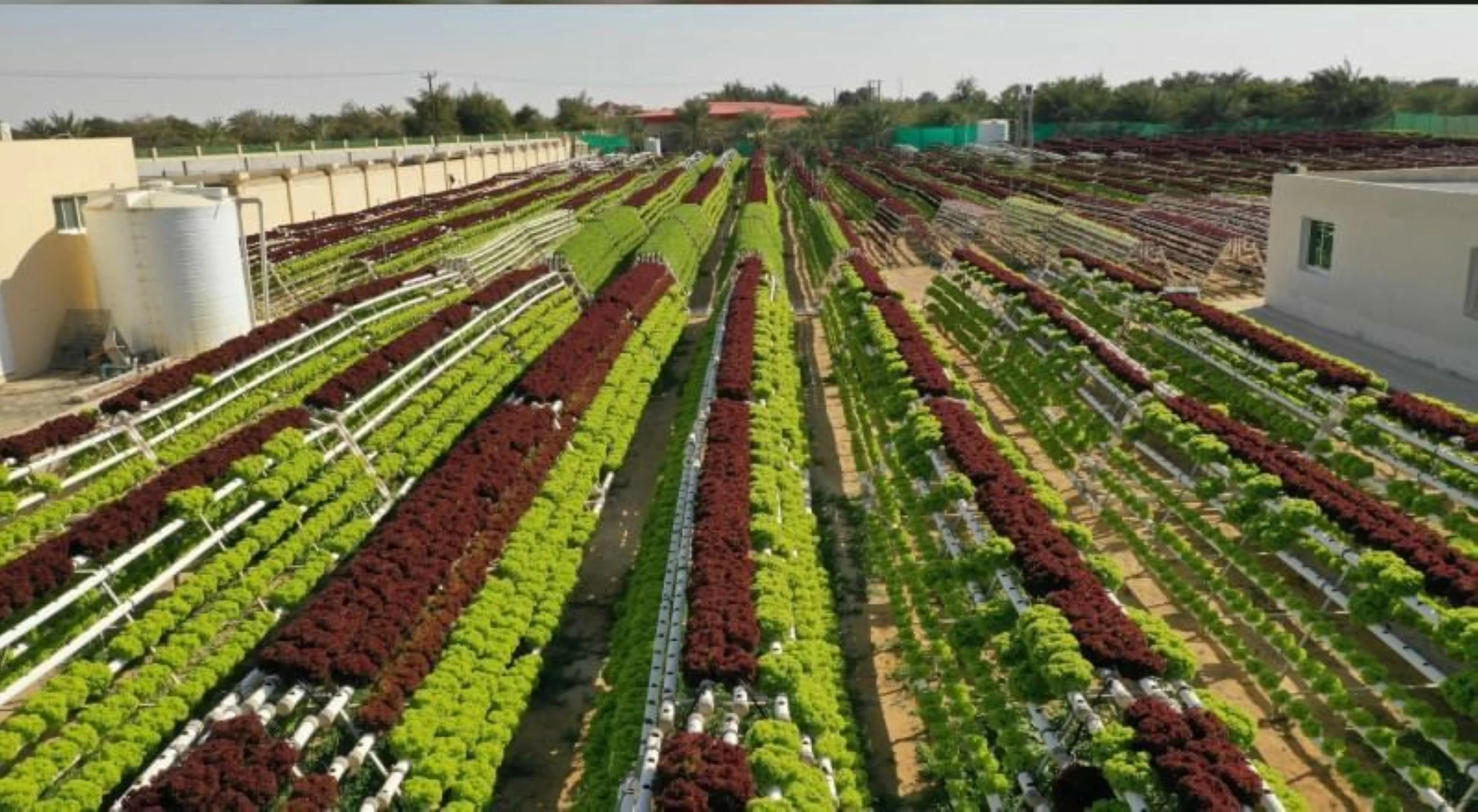 UAE accelerates campaign to take national products to global markets