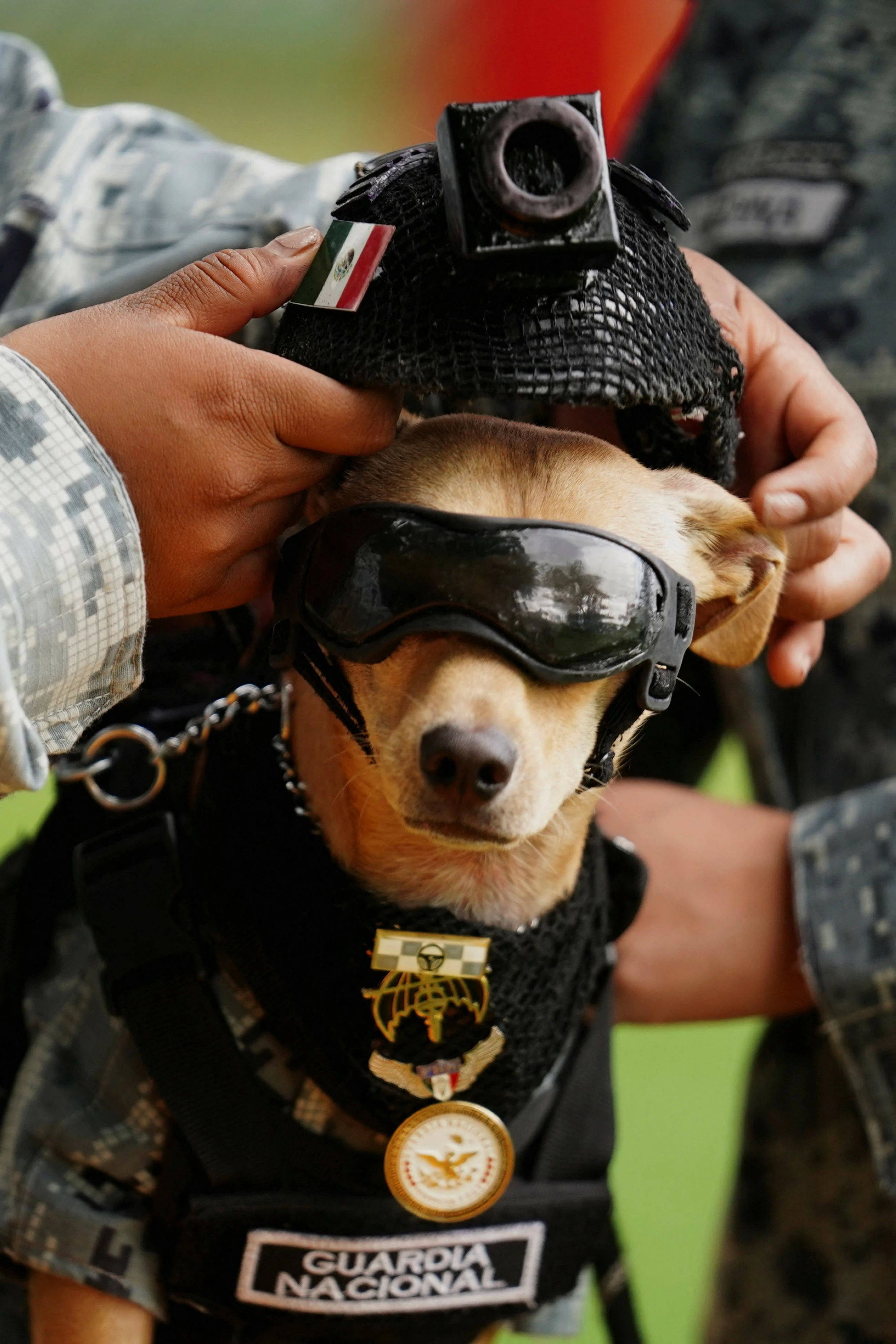 7-kg, 8-inch tall chihuahua joins Mexico's National Guard, wows force and civilians alike