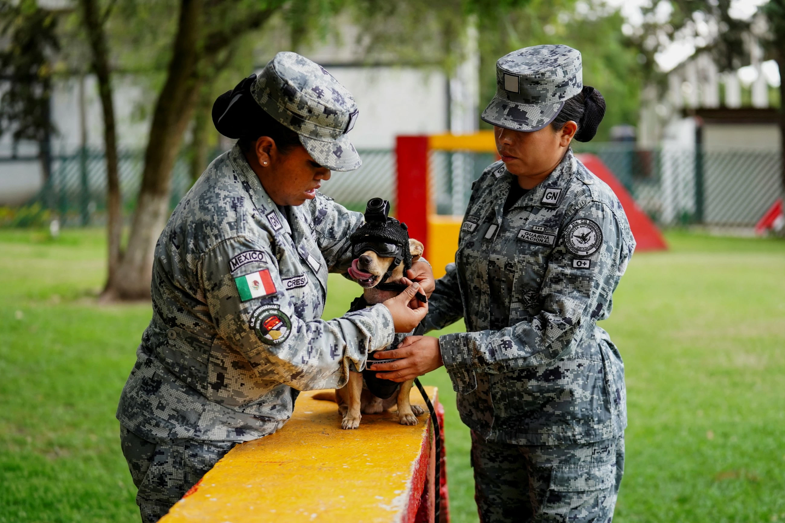 7-kg, 8-inch tall chihuahua joins Mexico's National Guard ...