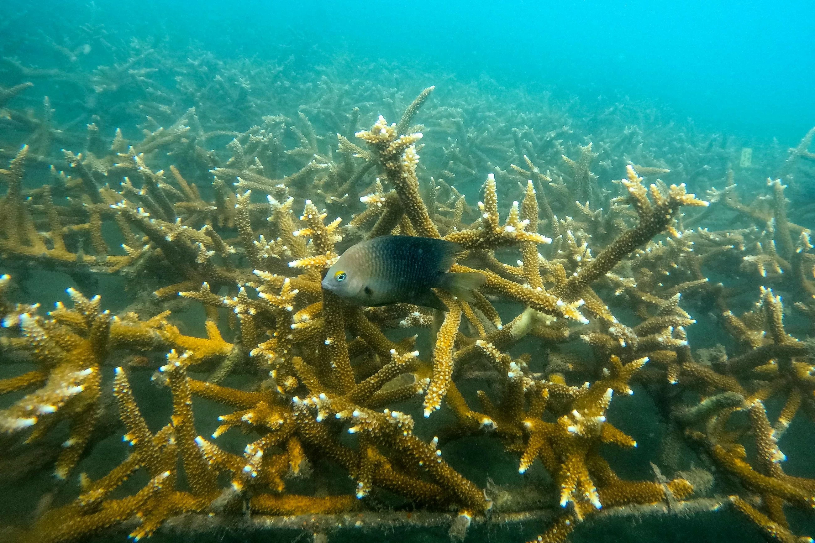 Nature does not respect borders: UN biodiversity chief