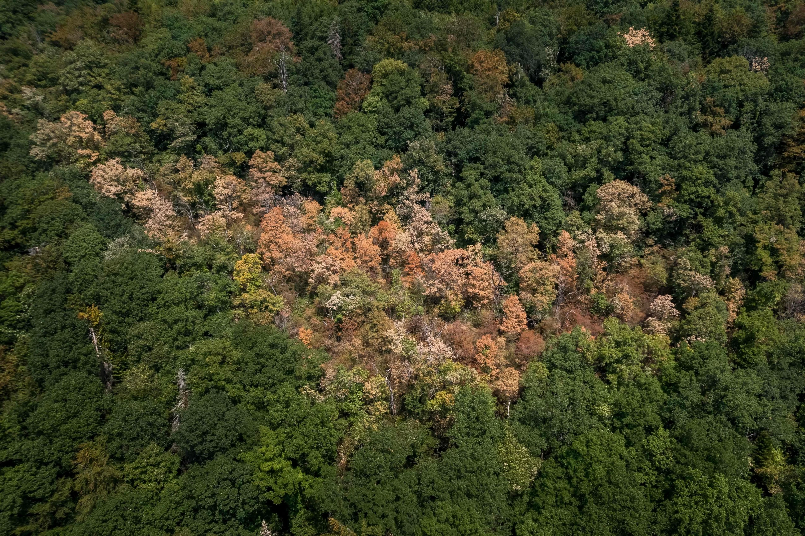 Nature does not respect borders: UN biodiversity chief