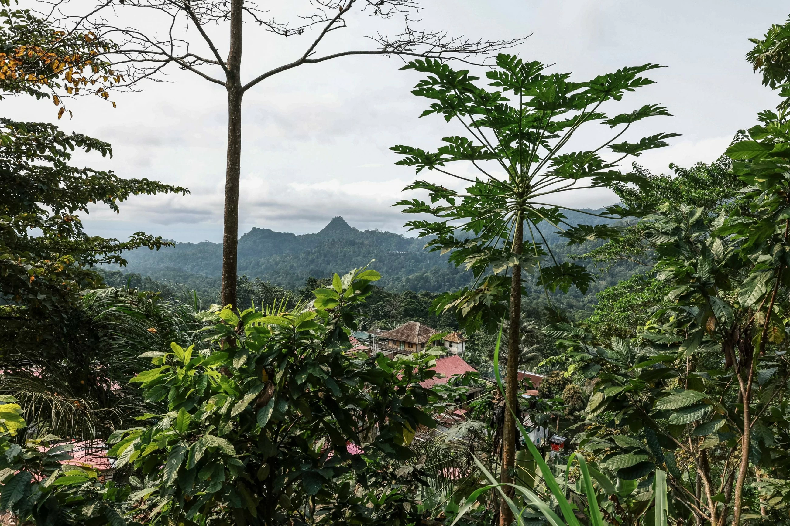 Sao Tome's niche vanilla finds far-away fans